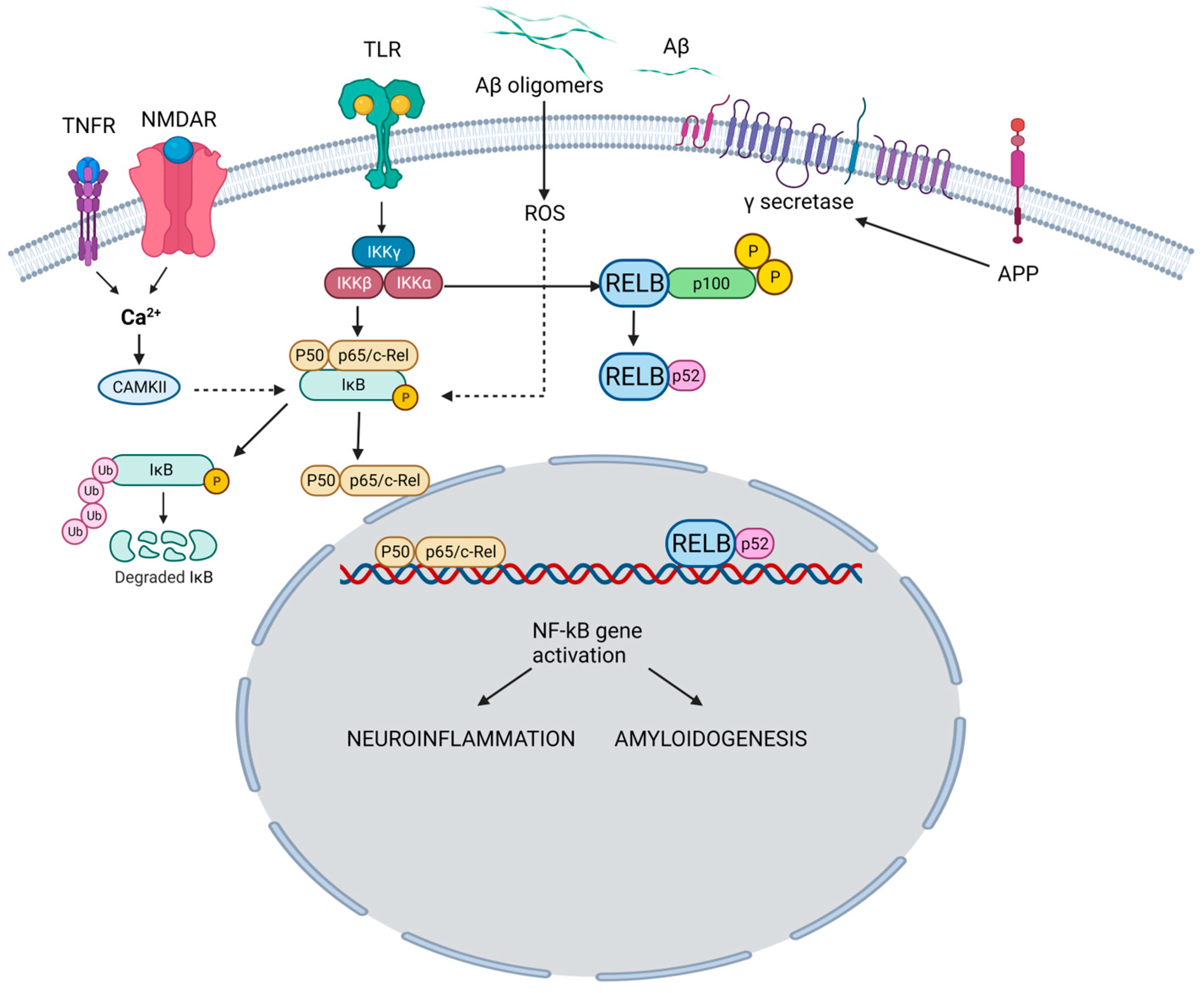Biomedicines | Free Full-Text | NF-&kappa;B Pathway and Its Inhibitors: A  Promising Frontier in the Management of Alzheimer&rsquo;s Disease