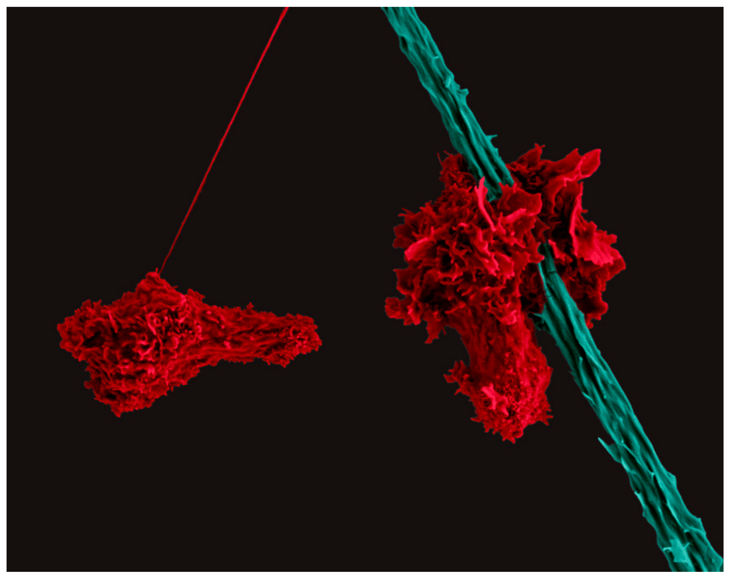 Biomedicines 11 02608 g001 Biomedicines 11 02608 g001