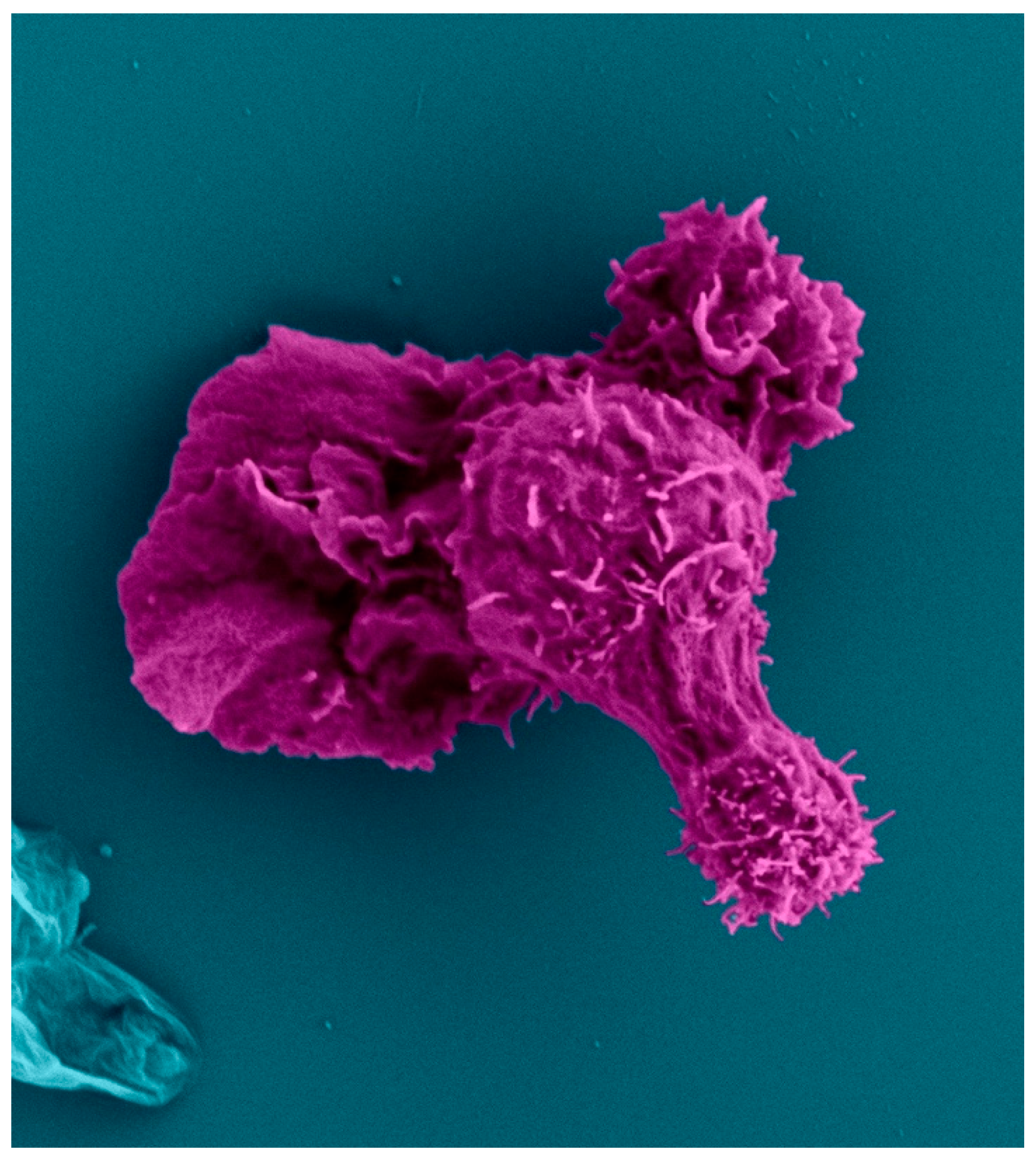 Biomedicines 11 02608 g004 Biomedicines 11 02608 g004