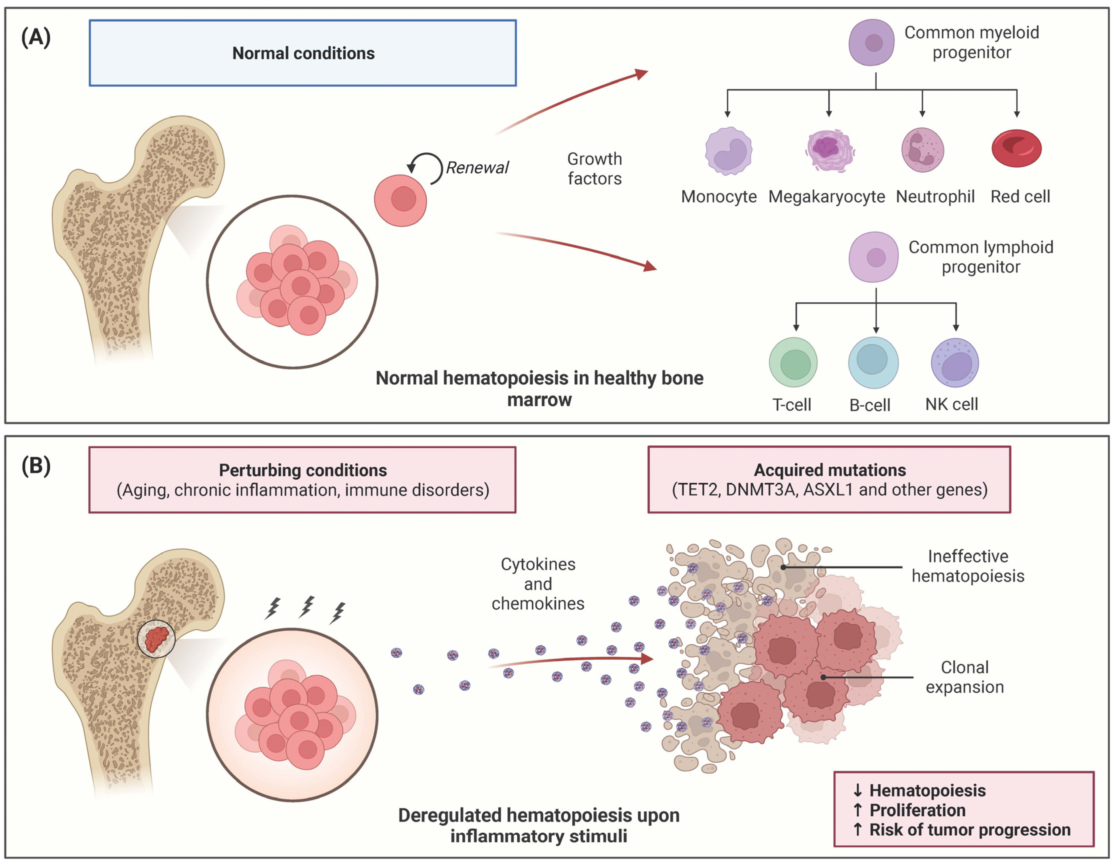 Distinction of lymphoid and myeloid clonal hematopoiesis