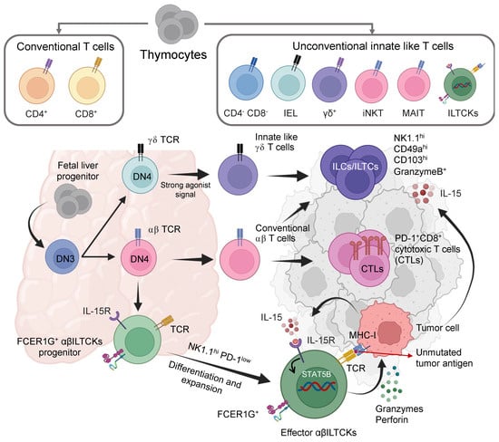 Biomedicines | Free Full-Text | Small Molecule Targeting Immune Cells ...