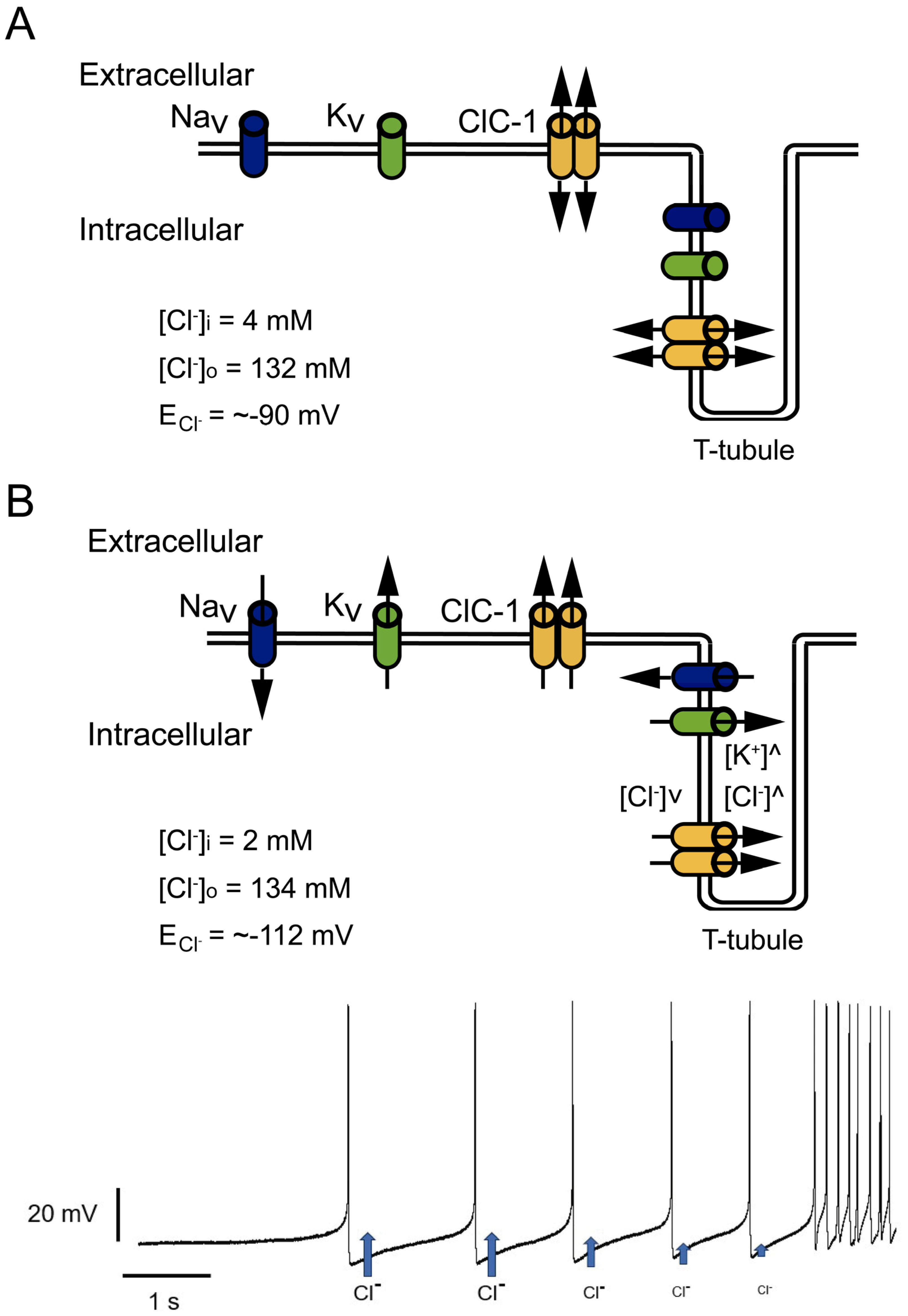 Biomedicines 11 02622 g004