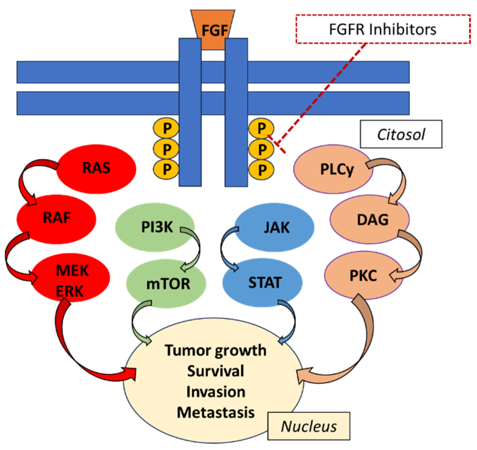 Biomedicines | Free Full-Text | Targeting FGFR Pathways in Gastrointestinal  Cancers: New Frontiers of Treatment