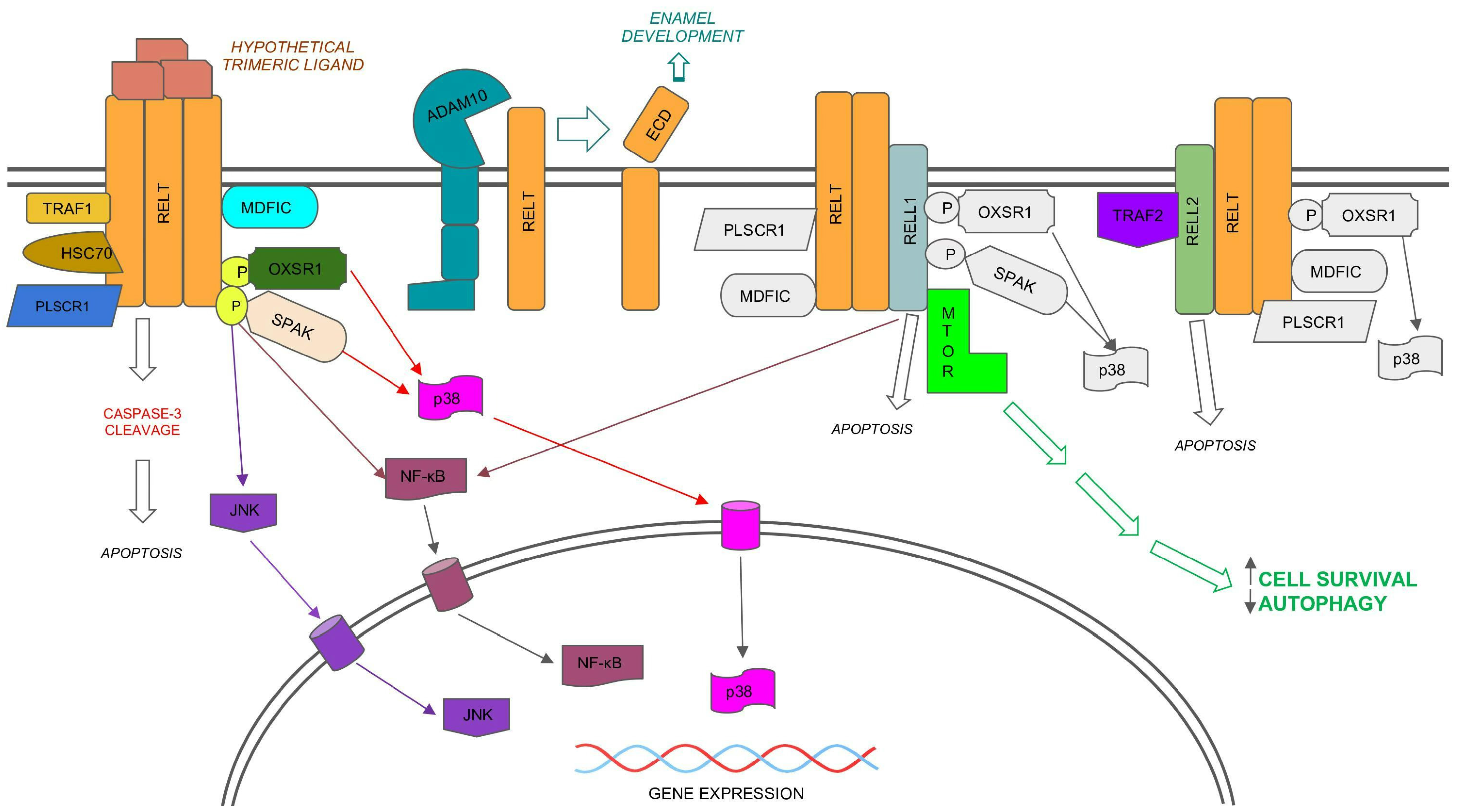 Sequence of the human TNF promoter region 123 bp upstream from the