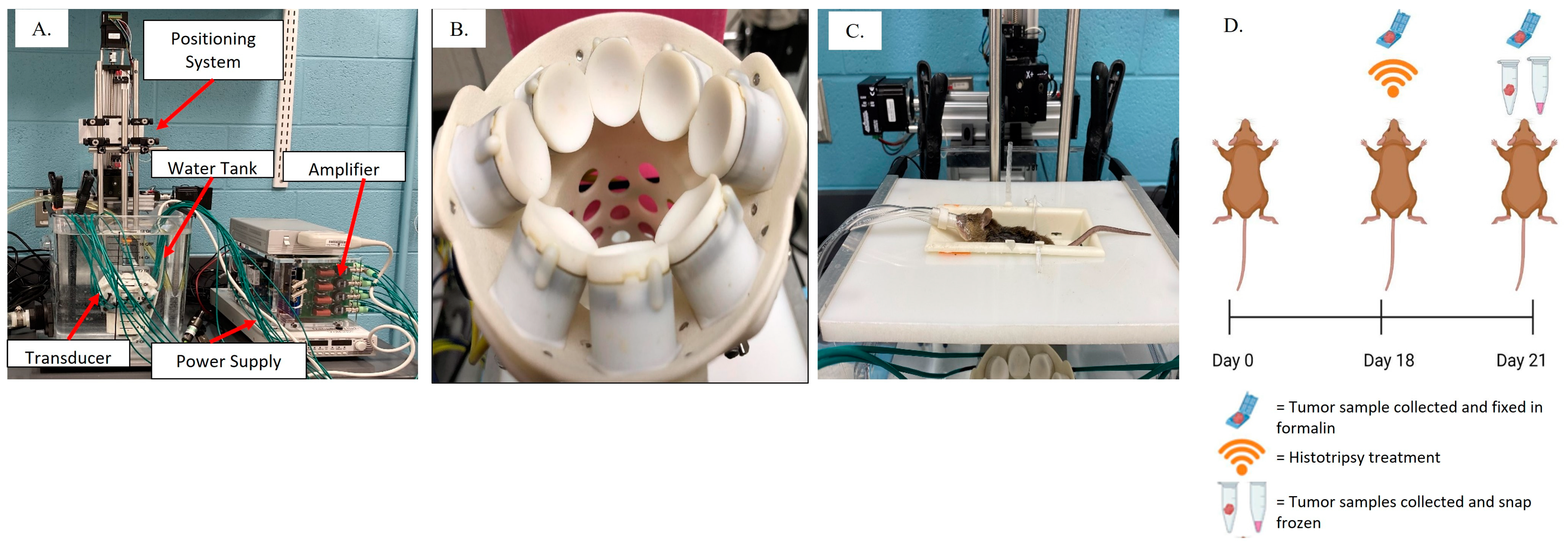 Biomedicines 11 02737 g001