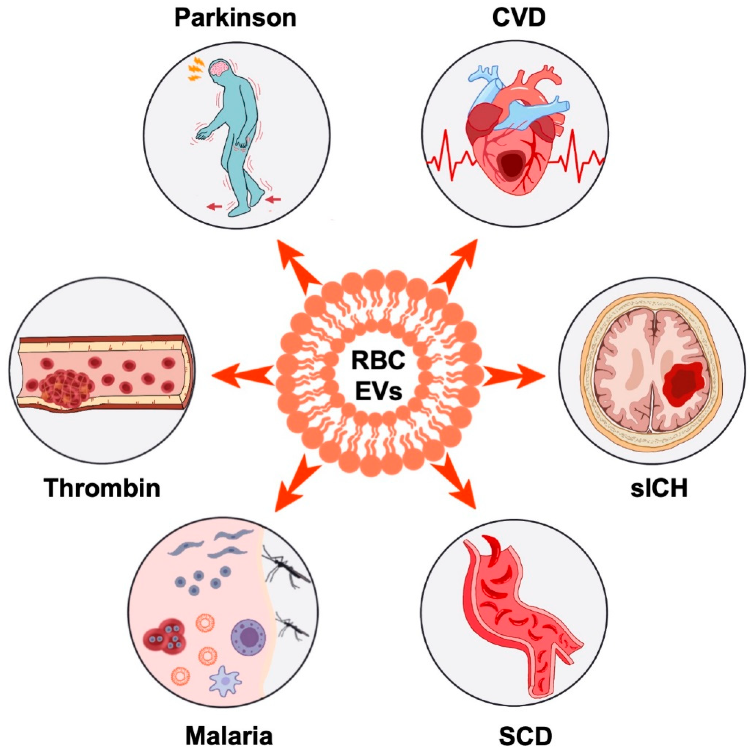 Biomedicines 11 02798 g002 Biomedicines 11 02798 g002
