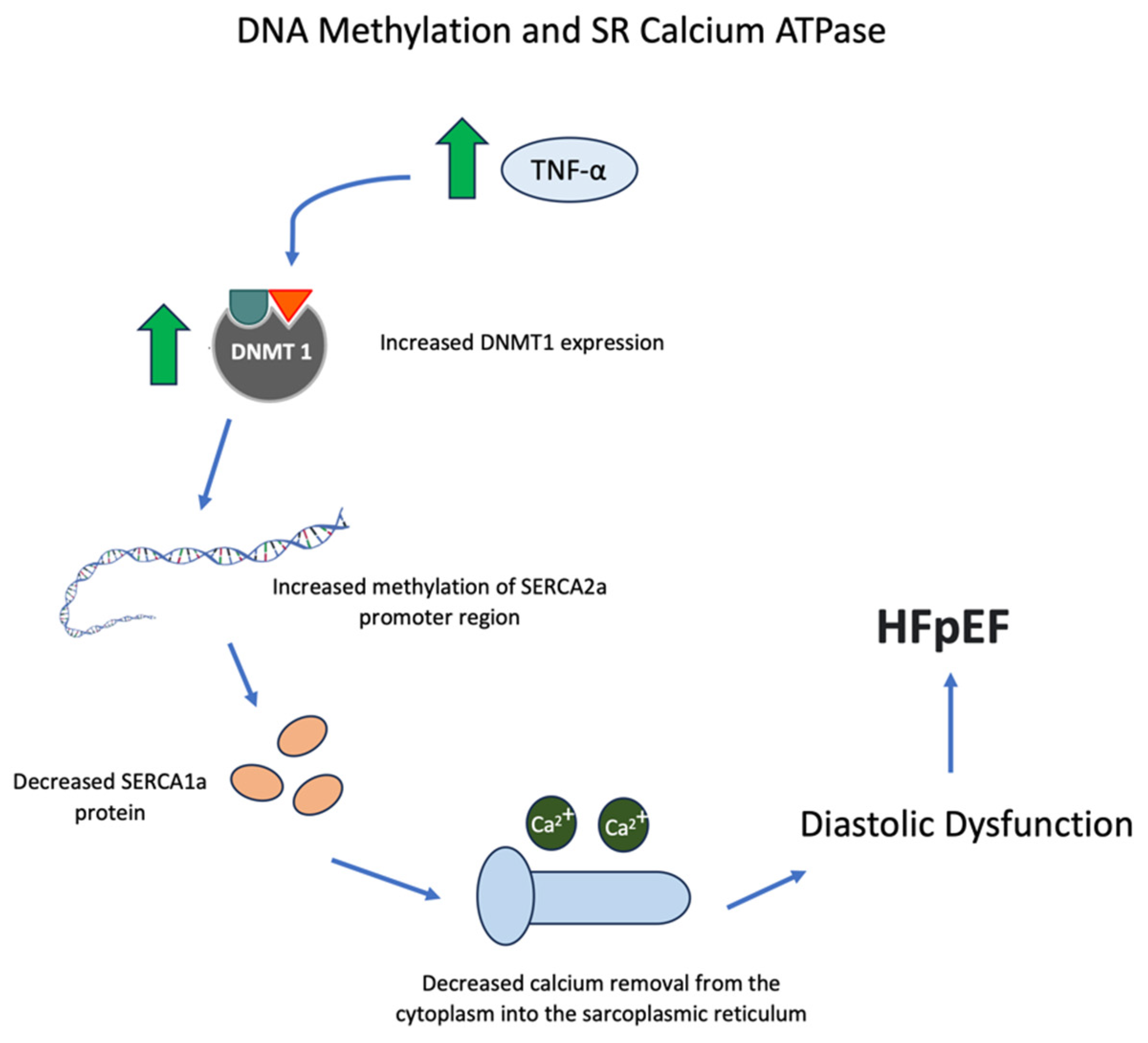 Biomedicines 11 02815 g002
