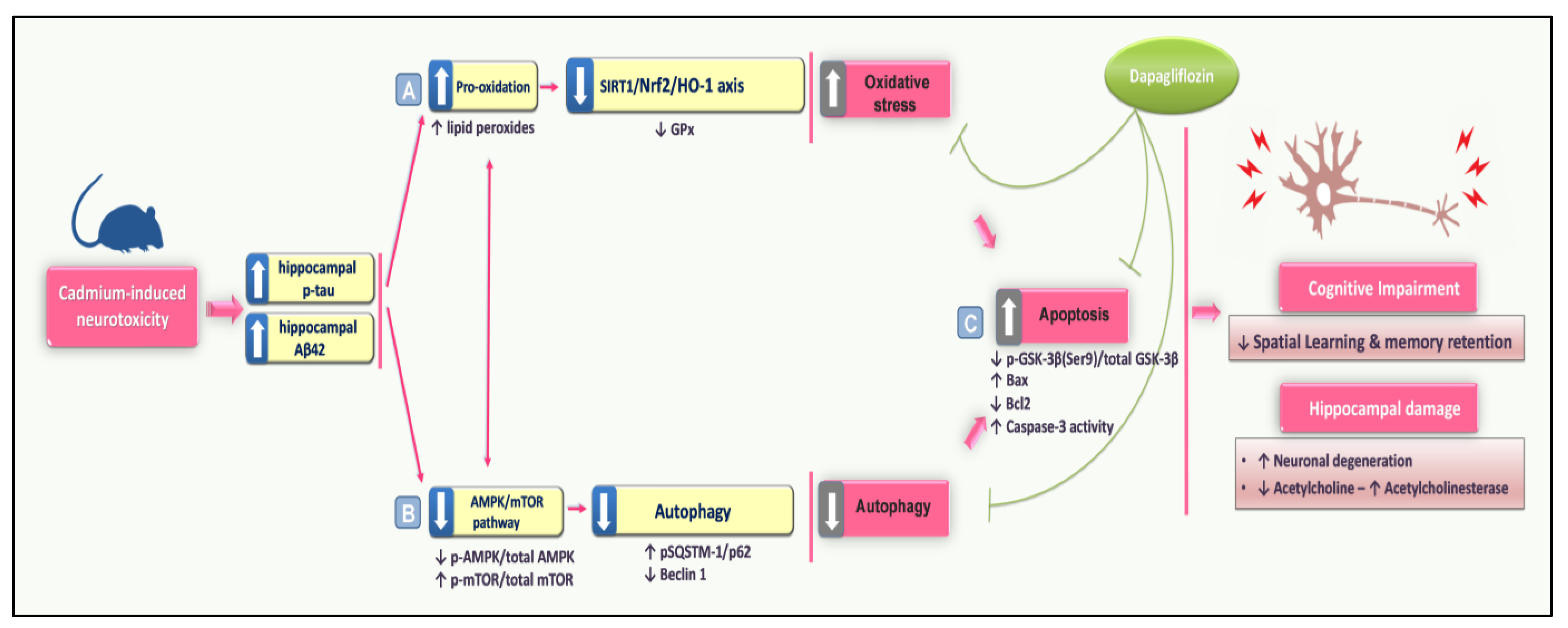 Biomedicines 11 03000 g010