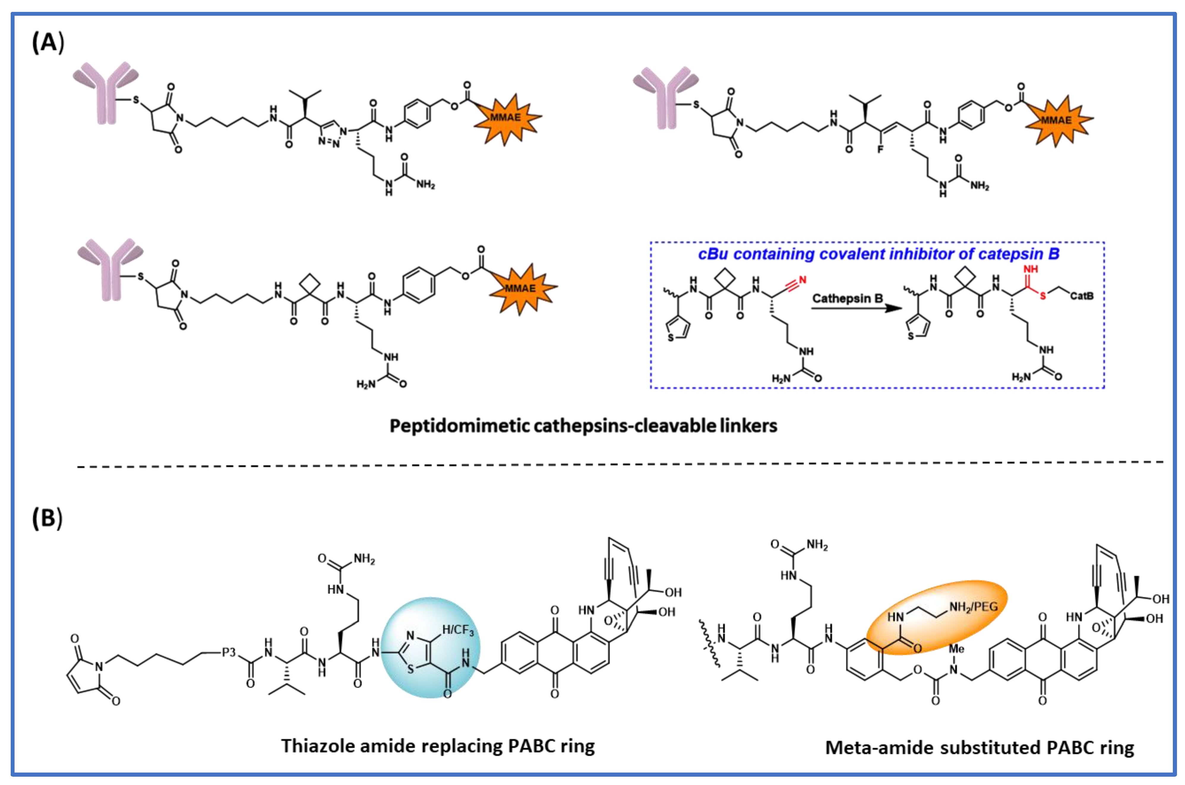 Biomedicines Free Full Text Lysosomal Cleavable Peptide