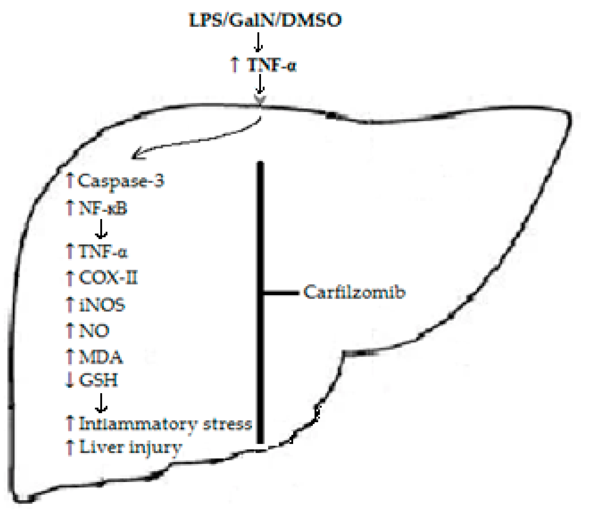 Biomedicines 11 03098 g007