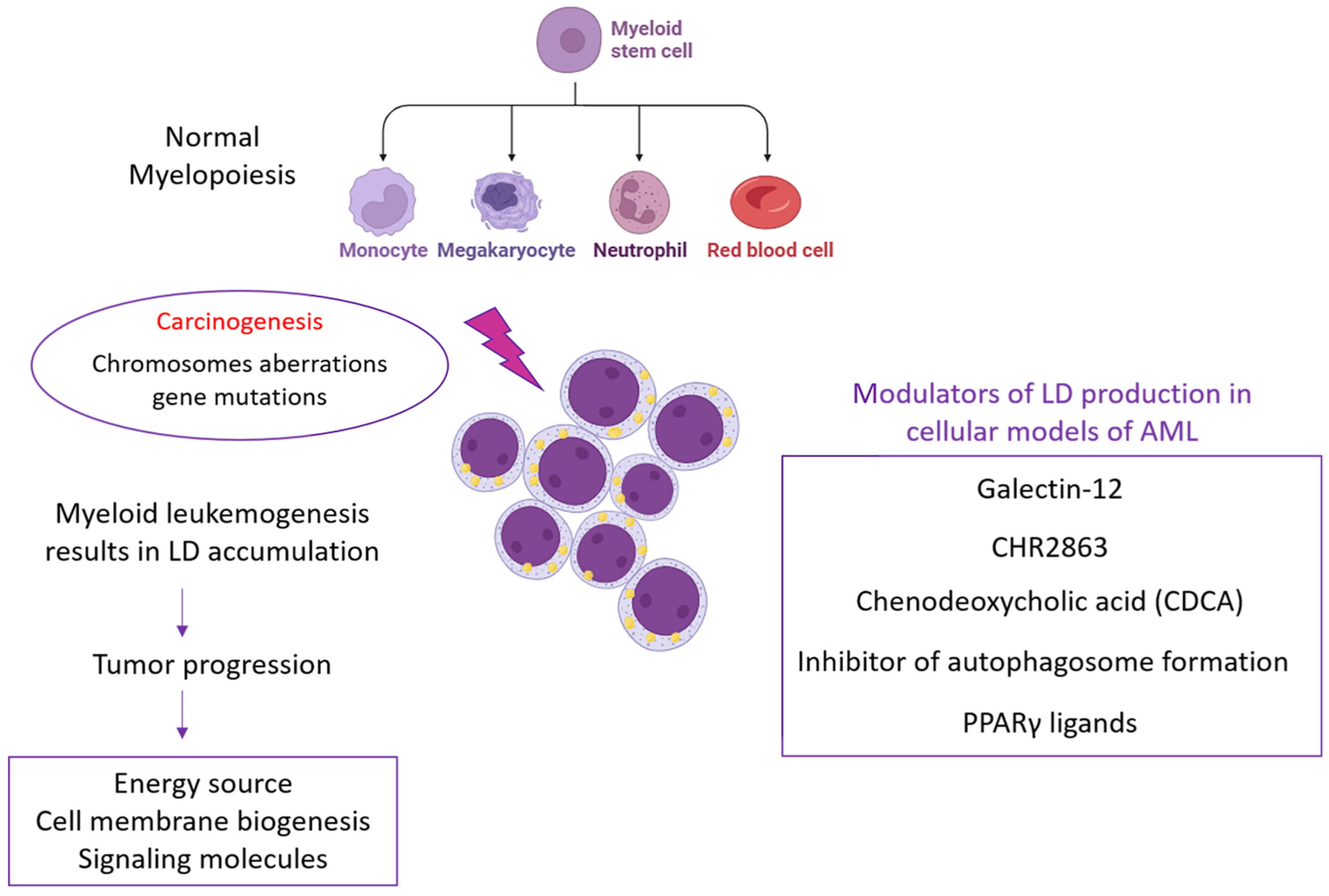 Biomedicines 11 03186 g002