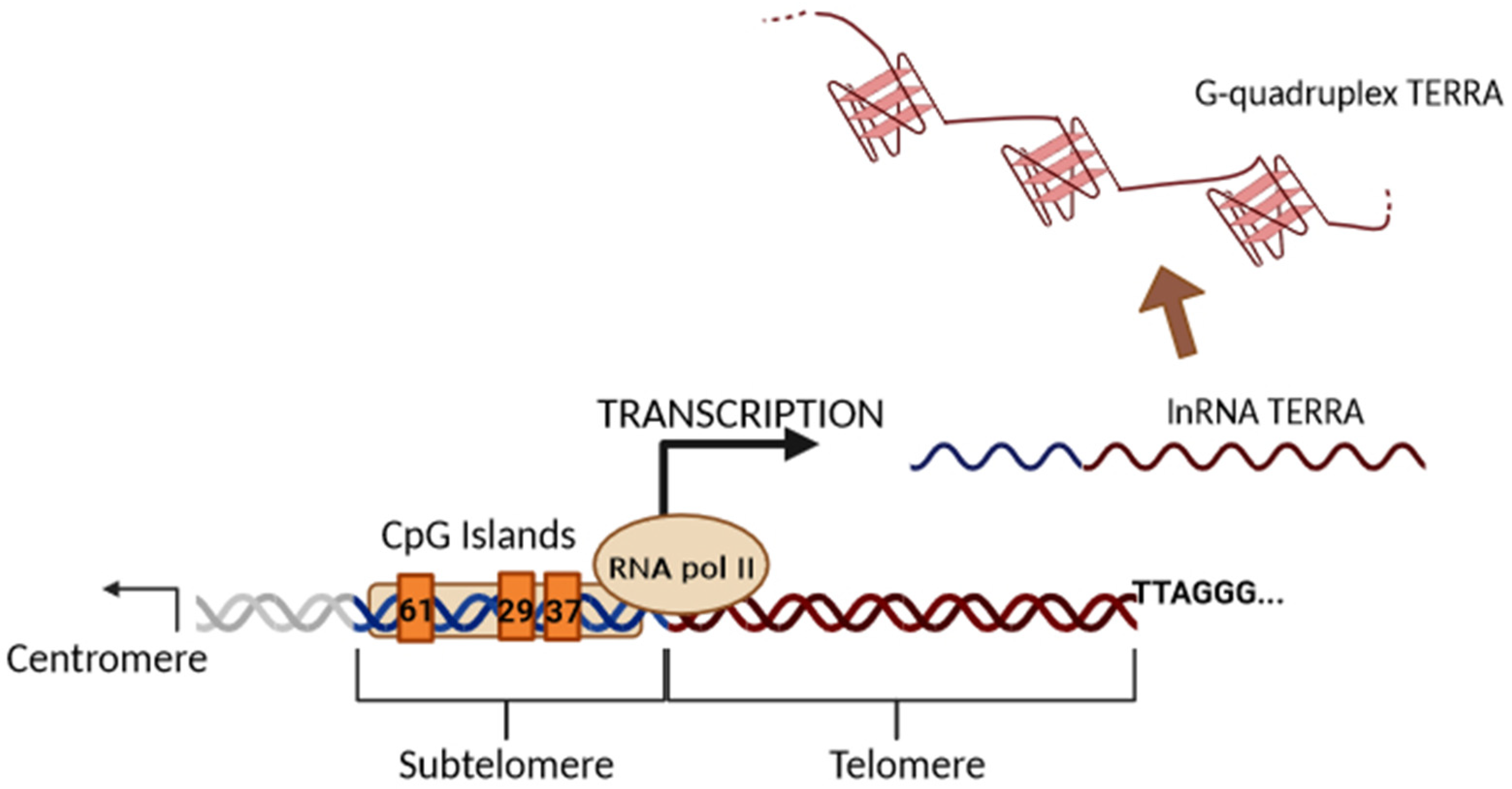 Biomedicines | Free Full-Text | Long Telomeric Repeat-Containing RNA  (TERRA): Biological Functions and Challenges in Vascular Aging and Disease