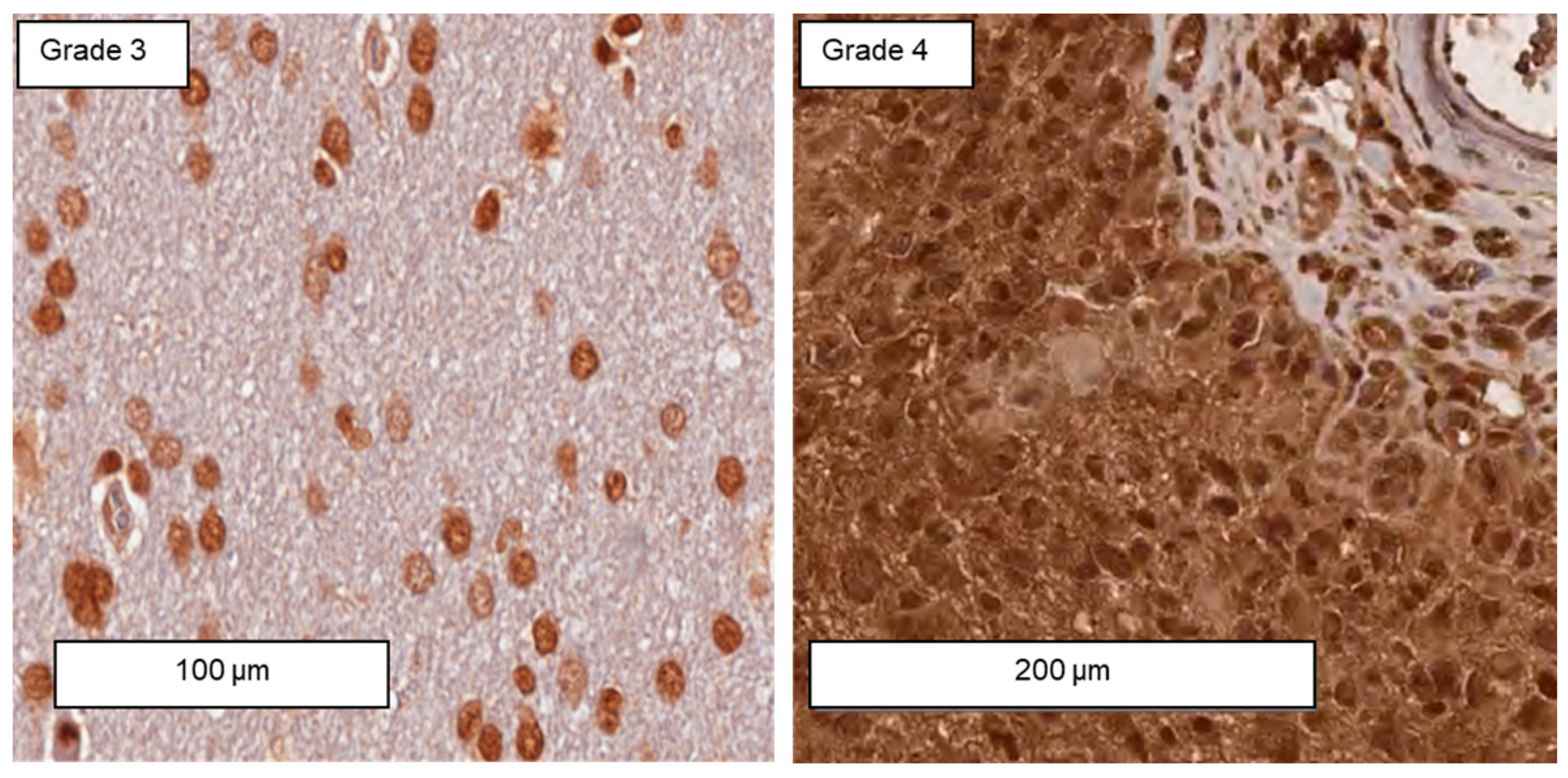 Biomedicines 11 03235 g003 Biomedicines 11 03235 g003
