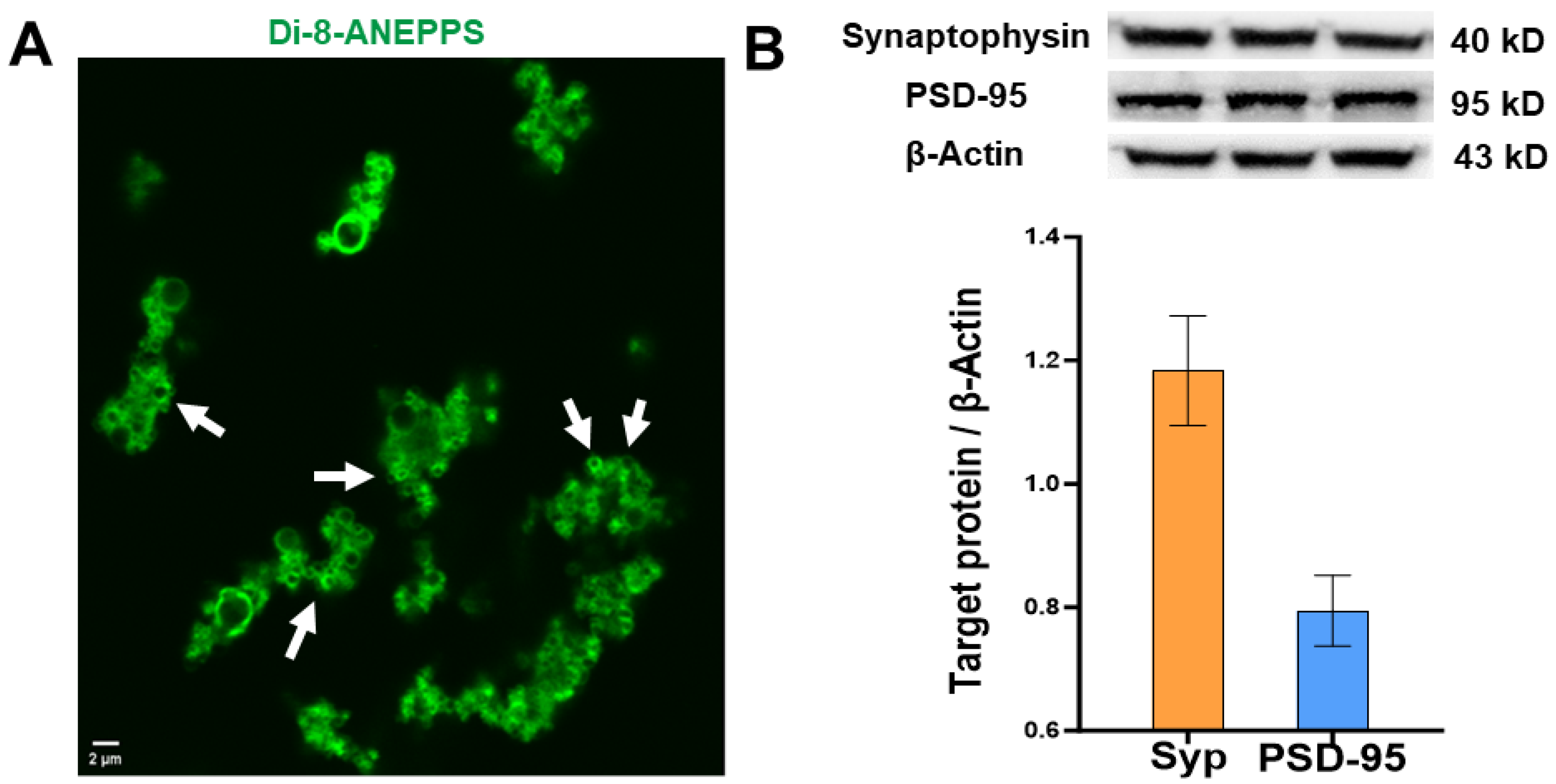 Biomedicines 11 03237 g001 Biomedicines 11 03237 g001