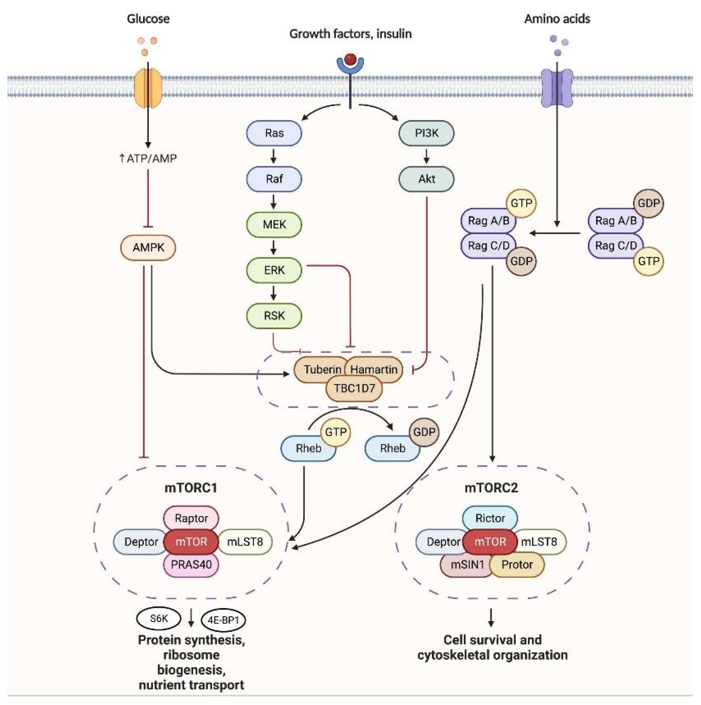 Biomedicines 11 03241 g002