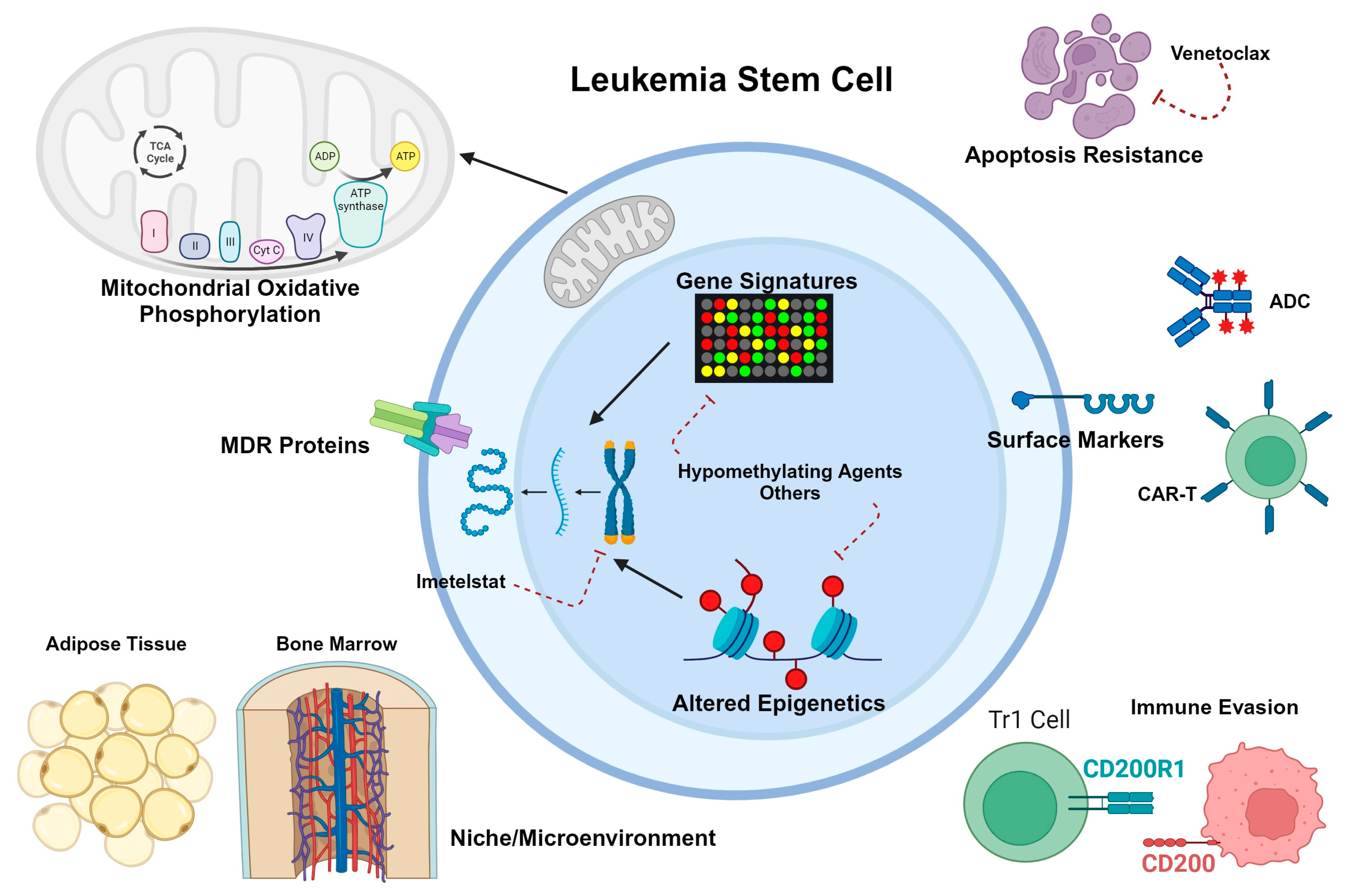 Revumenib Shows Promise for Advanced Acute Myeloid Leukemia - NCI