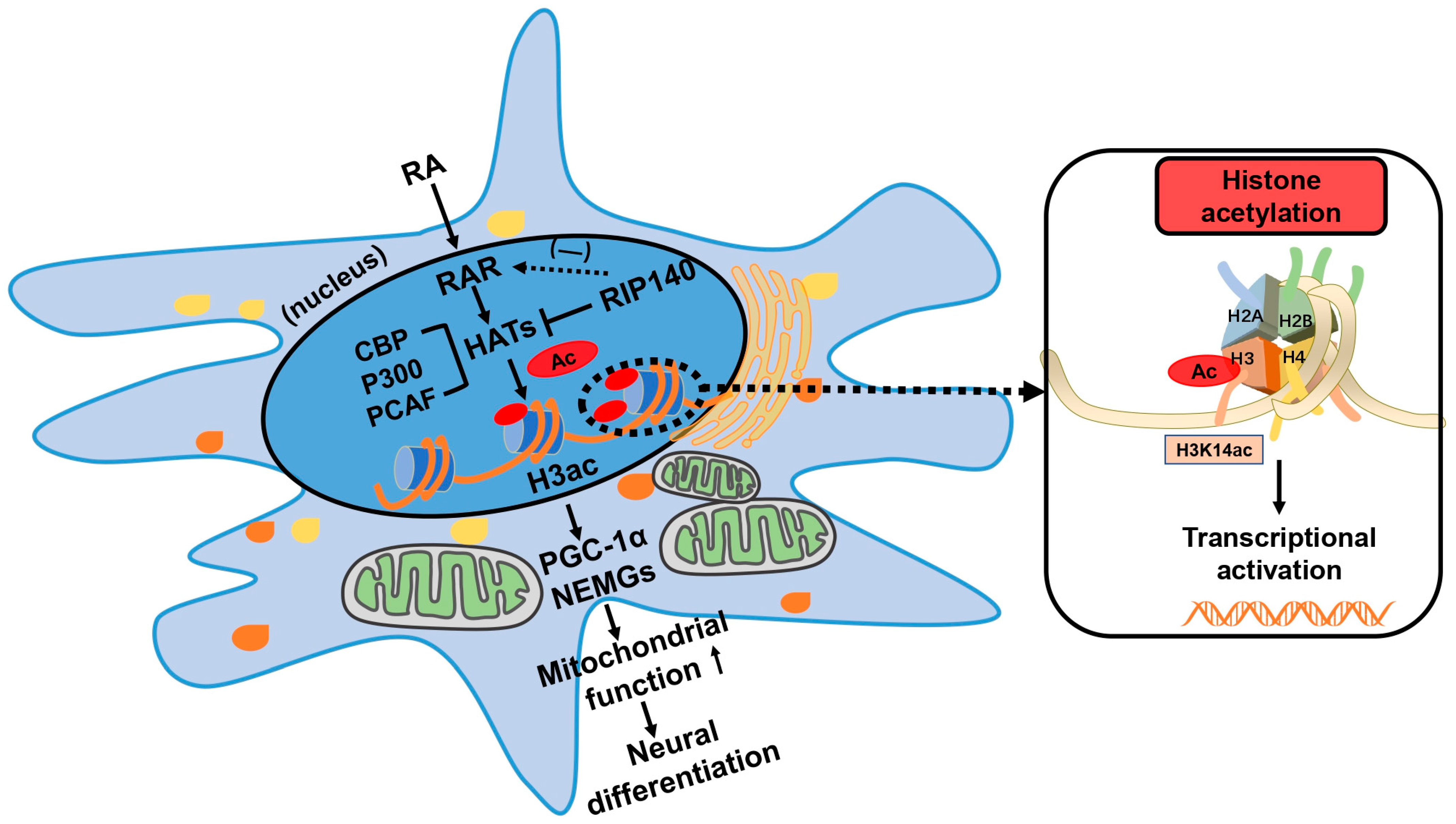 Biomedicines 11 03251 g010 Biomedicines 11 03251 g010