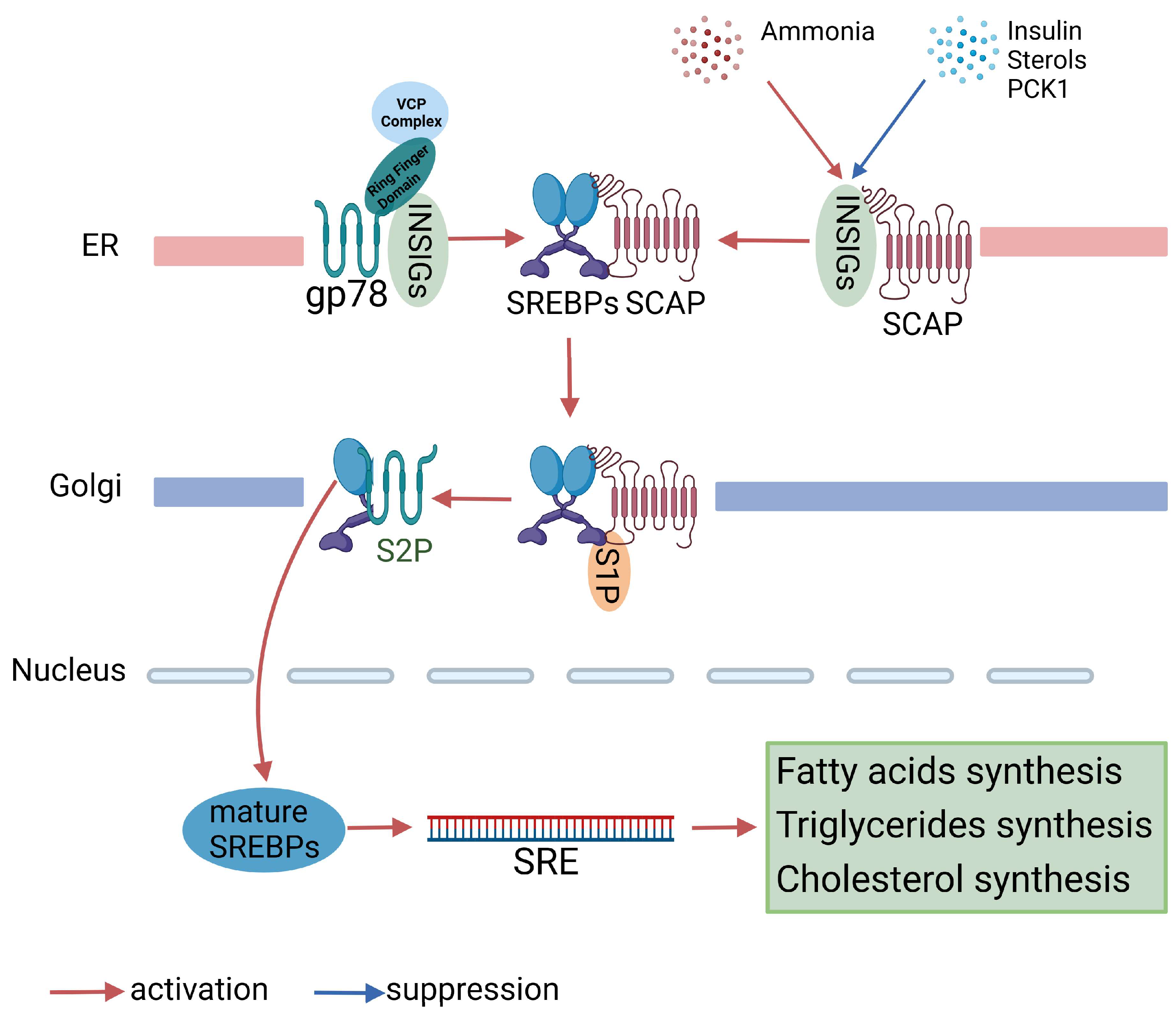 Biomedicines Free Full Text SREBP Regulation of Lipid