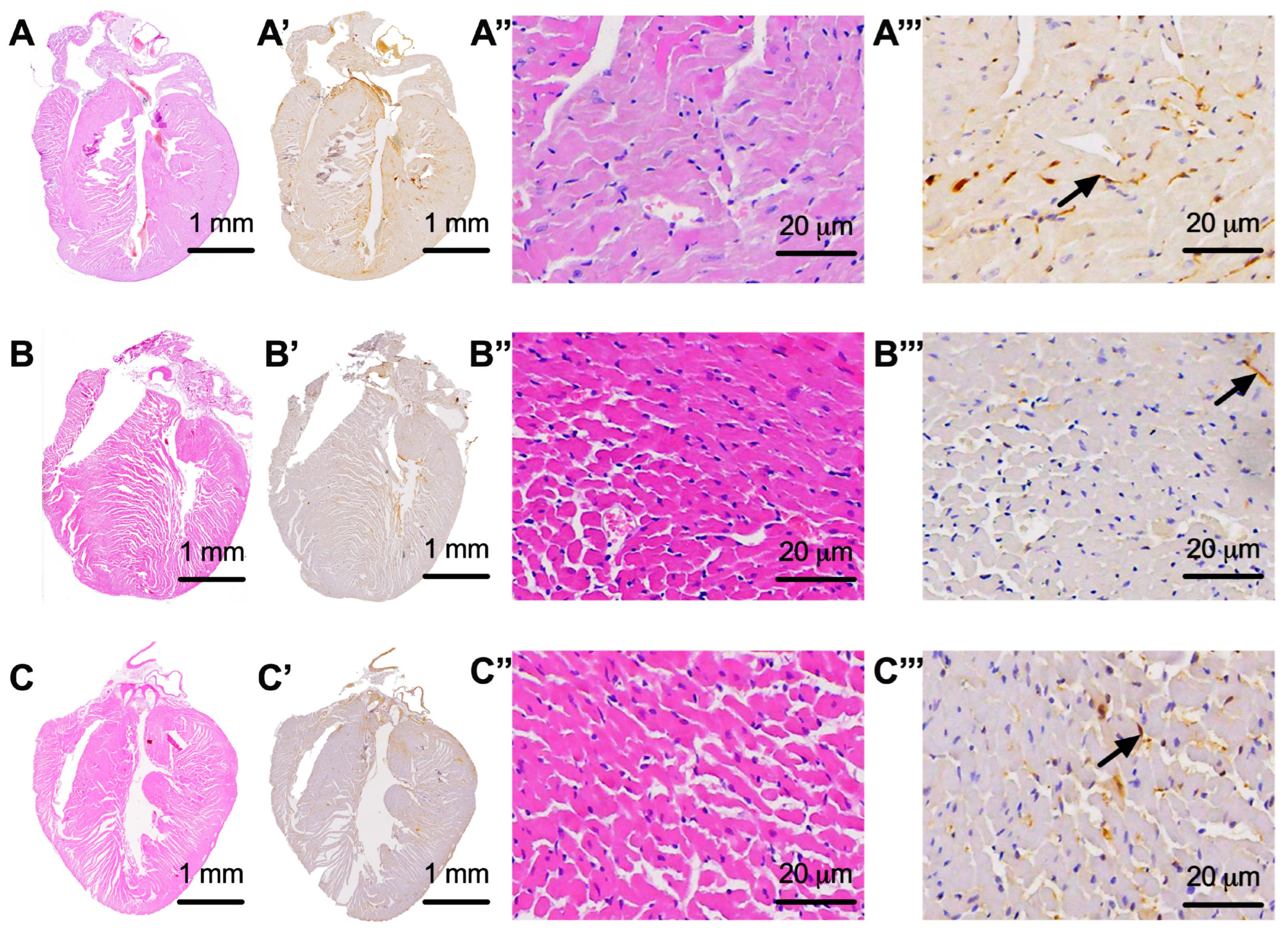Biomedicines 11 03324 g003