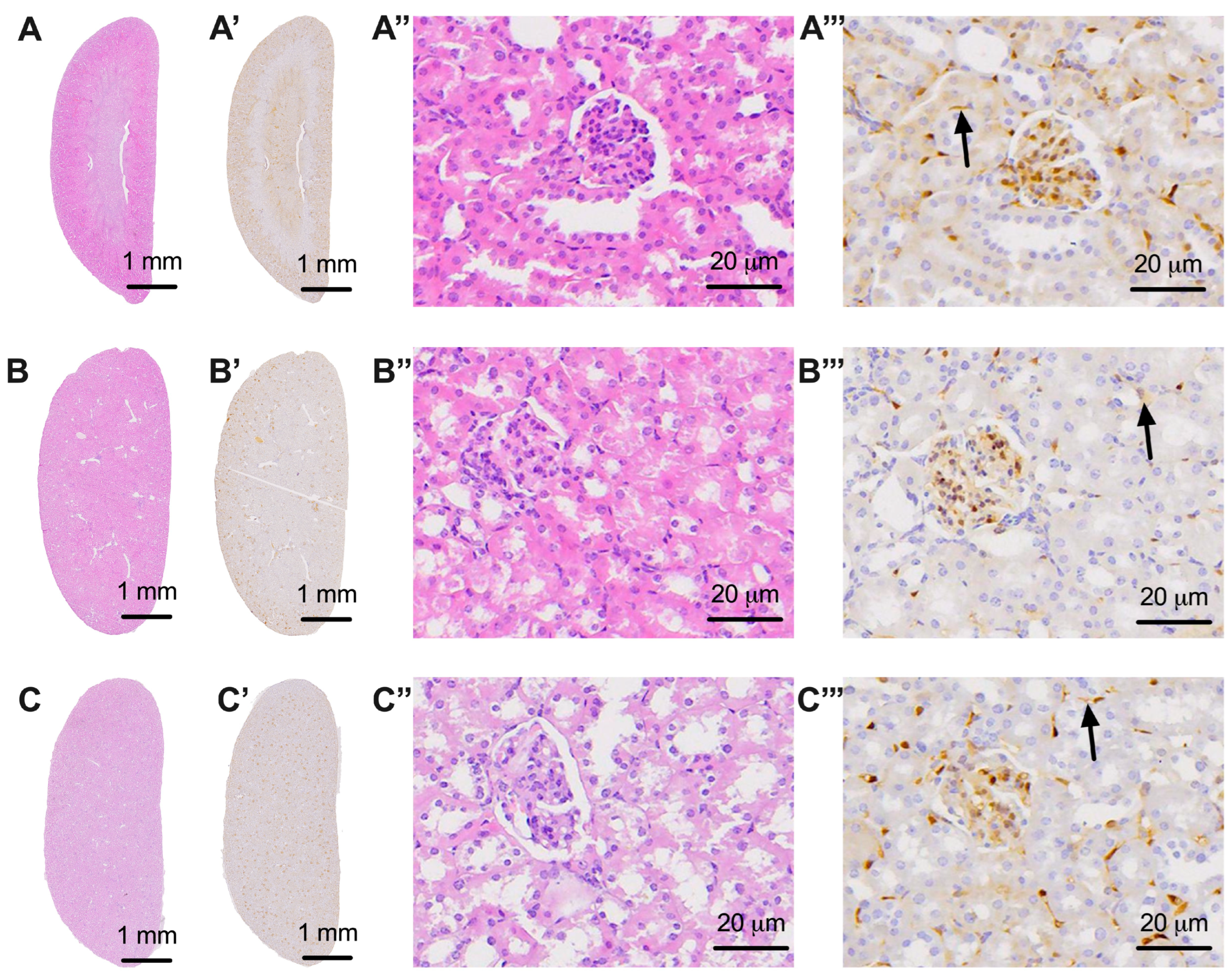 Biomedicines 11 03324 g007