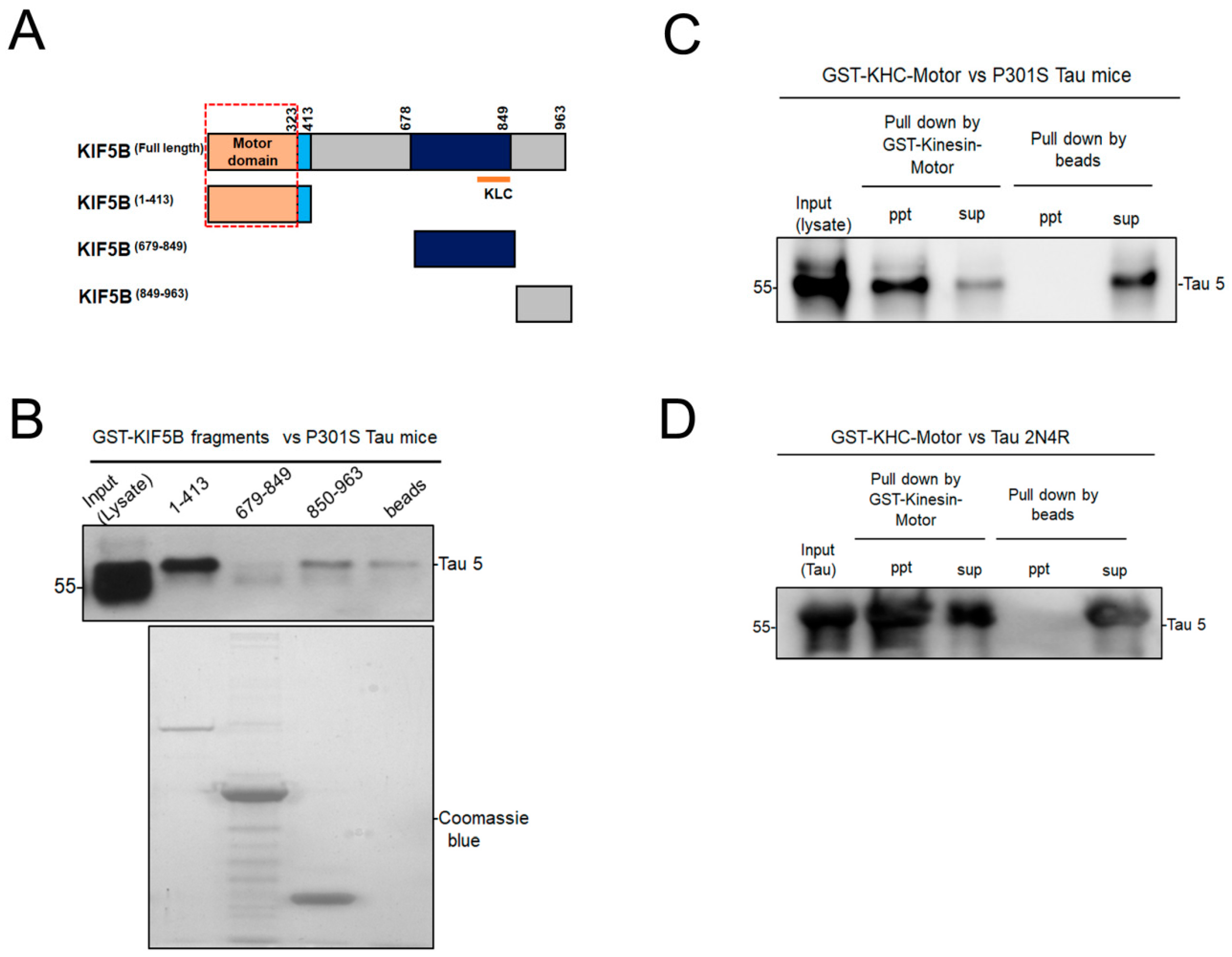 Biomedicines 12 00005 g001 Biomedicines 12 00005 g001