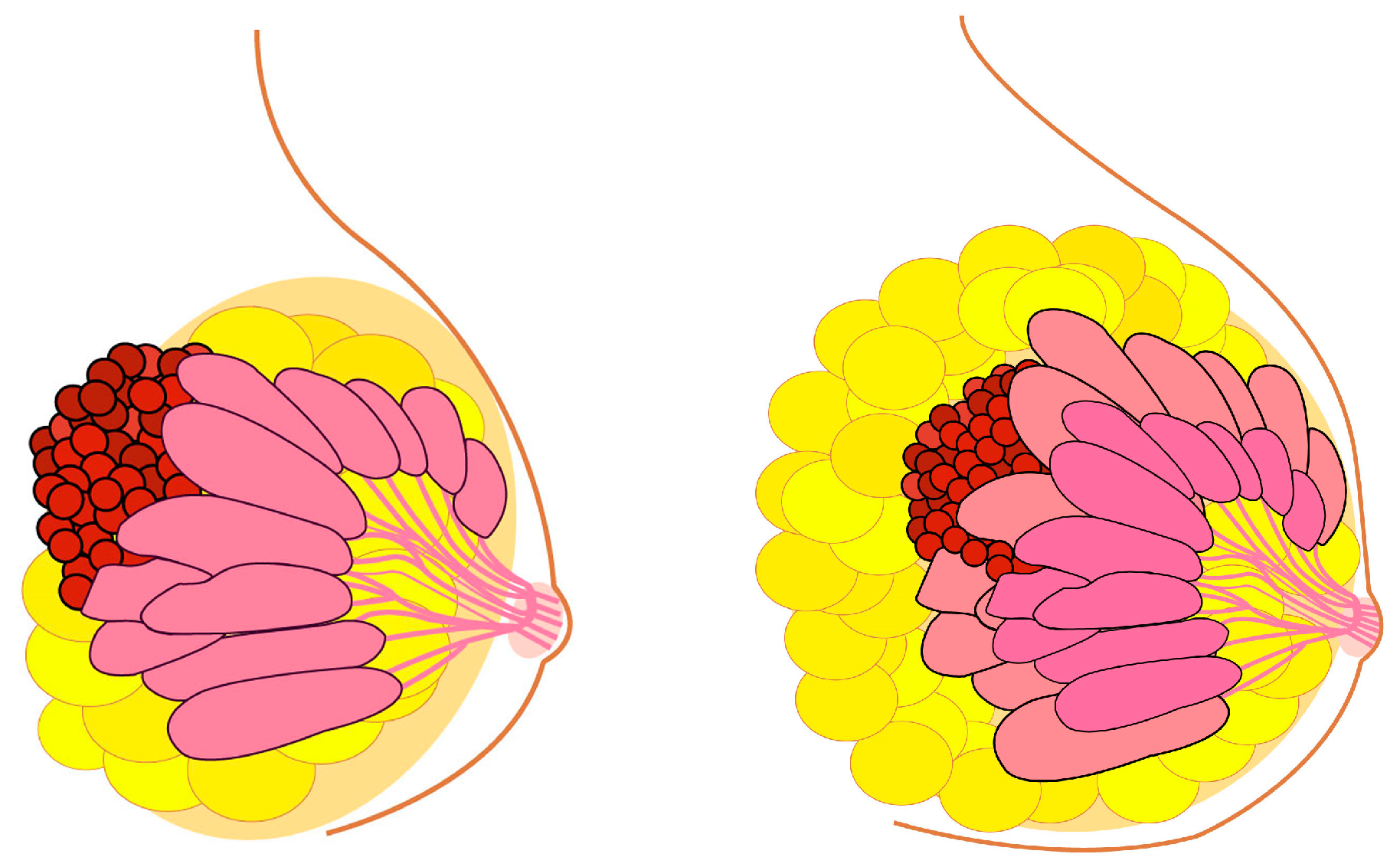 Stereotypical and Actual Associations of Breast Size with Mating-Relevant  Traits