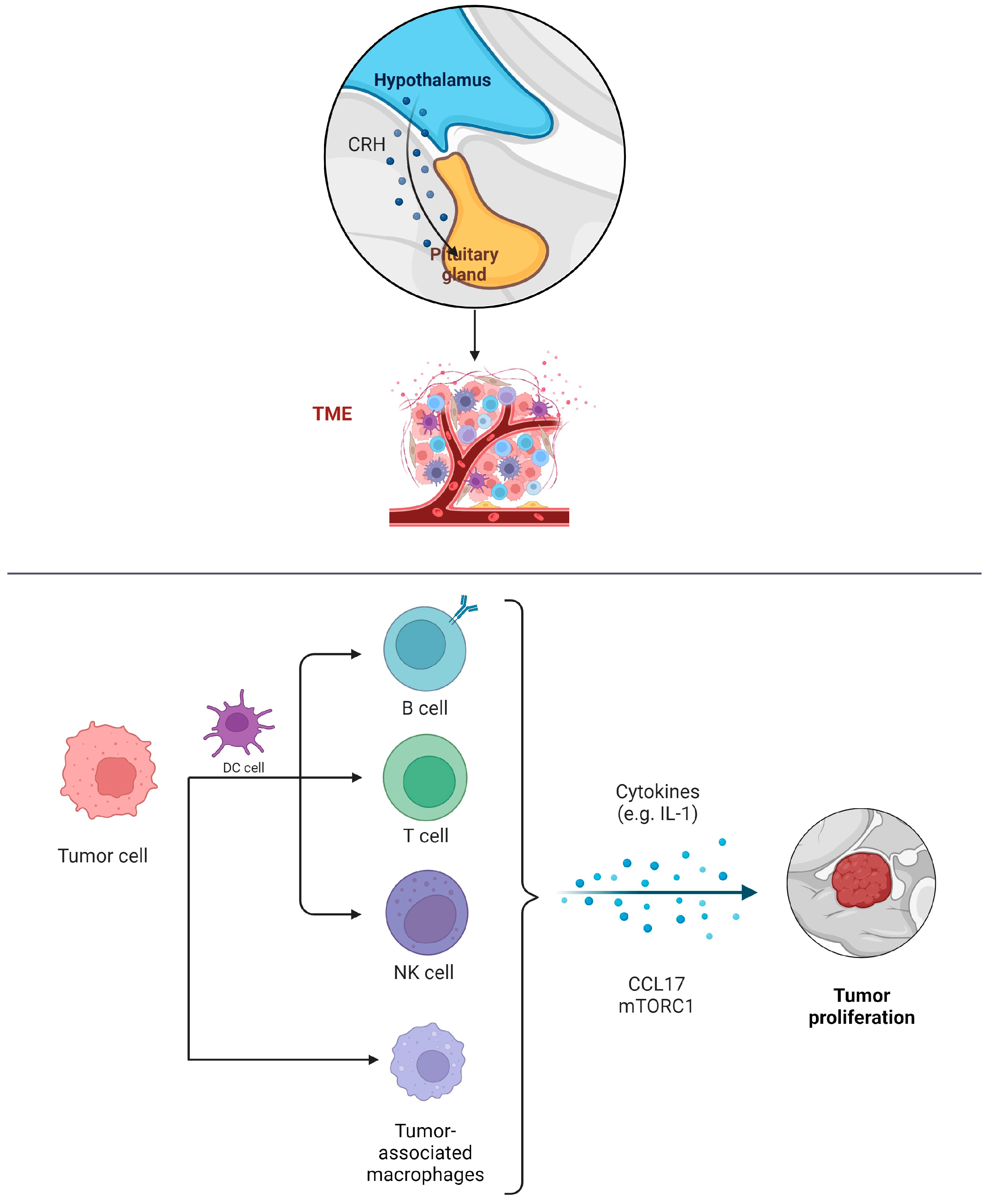 Biomedicines Free Full Text From Genes to Therapy Pituitary