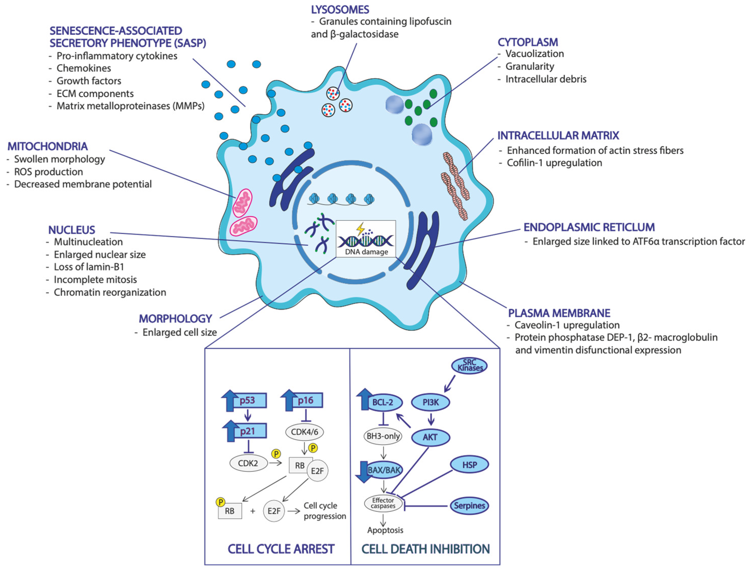 Biomedicines | Free Full-Text | Cellular Senescence in Liver Cancer: How  Dying Cells Become “Zombie” Enemies