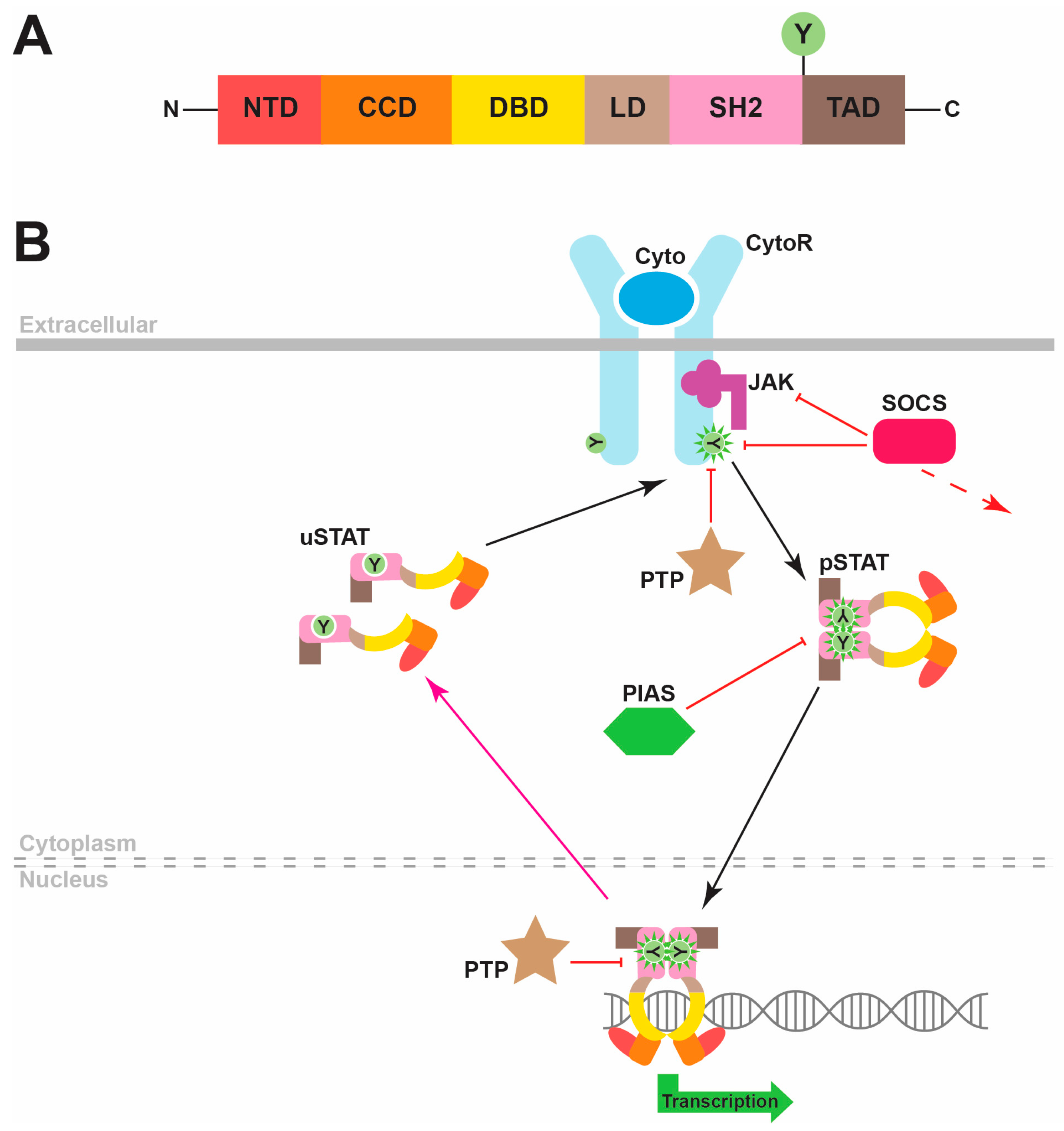 Biomedicines | Free Full-Text | Signal Transducer and Activator of ...