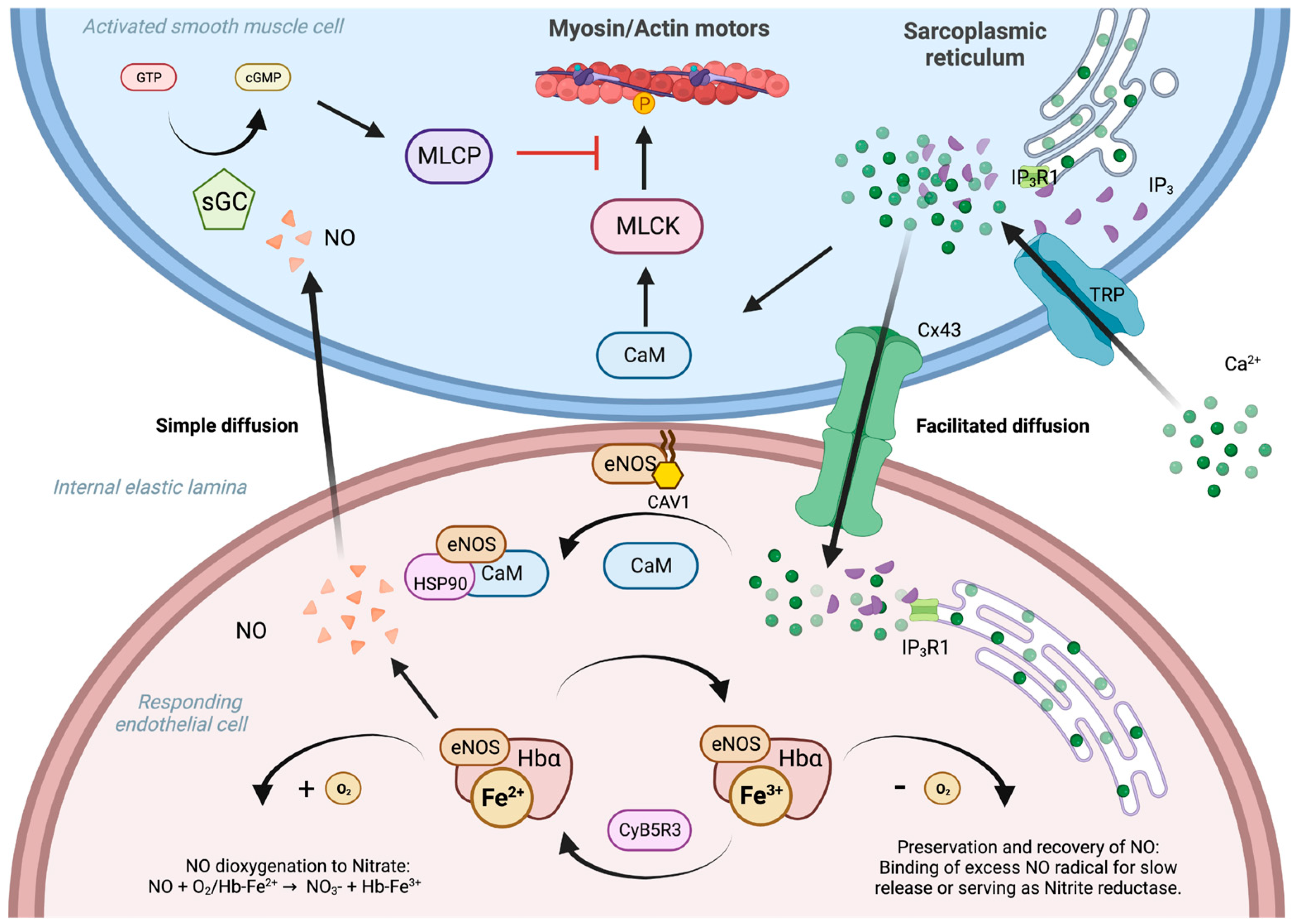 Biomedicines 12 00075 g001