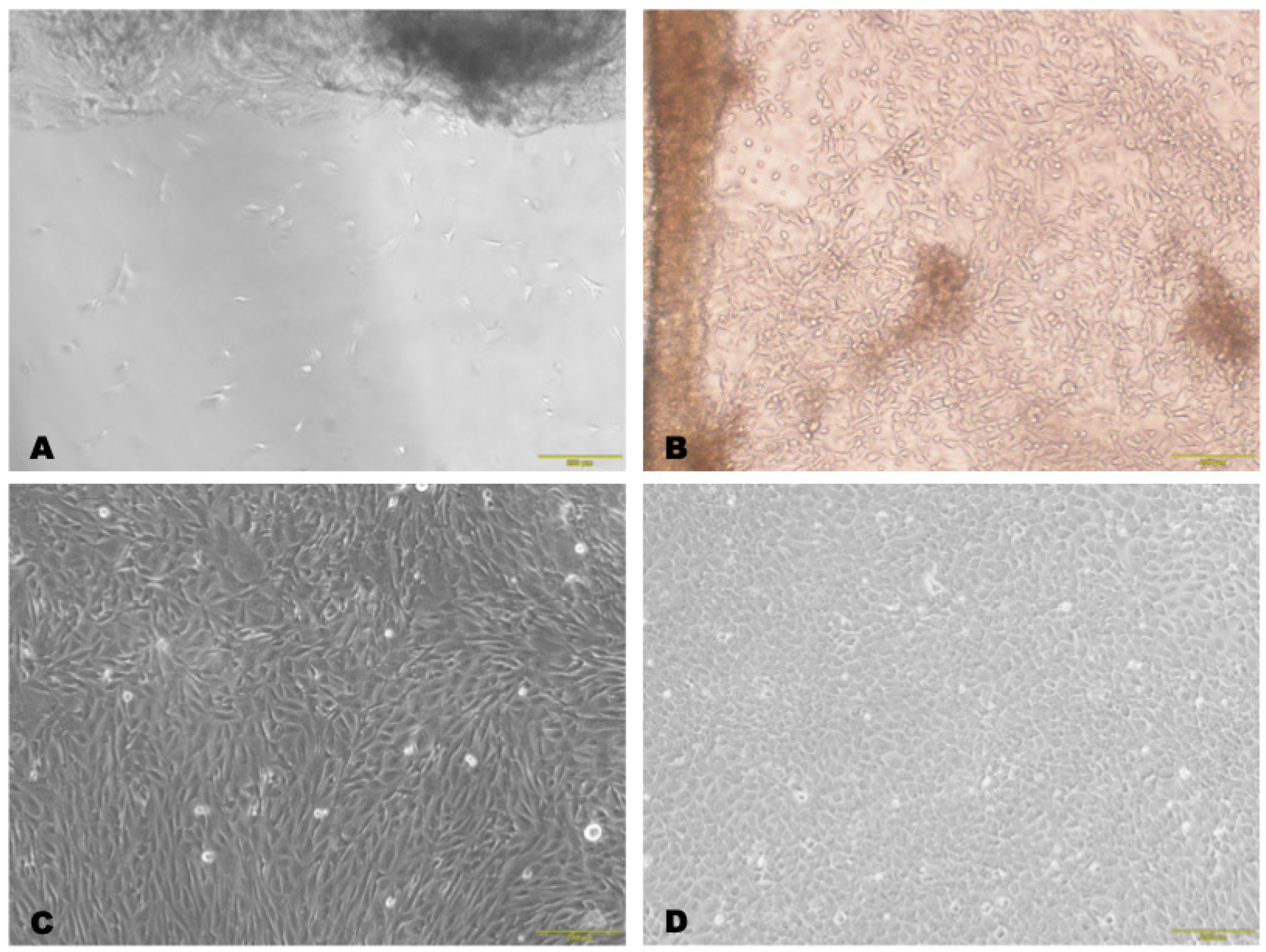 Biomedicines 12 00101 g001