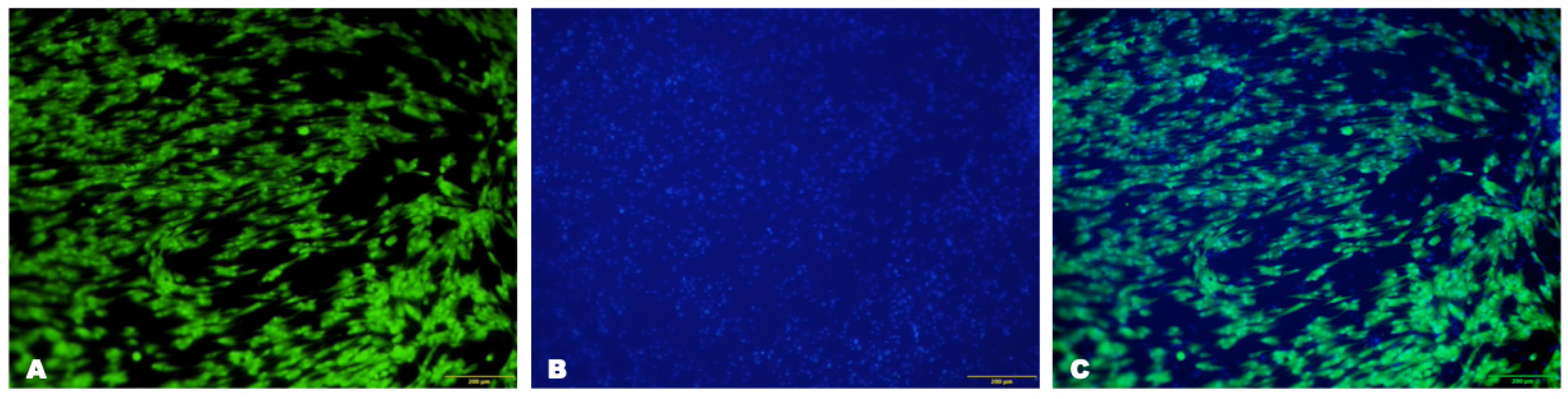 Biomedicines 12 00101 g003