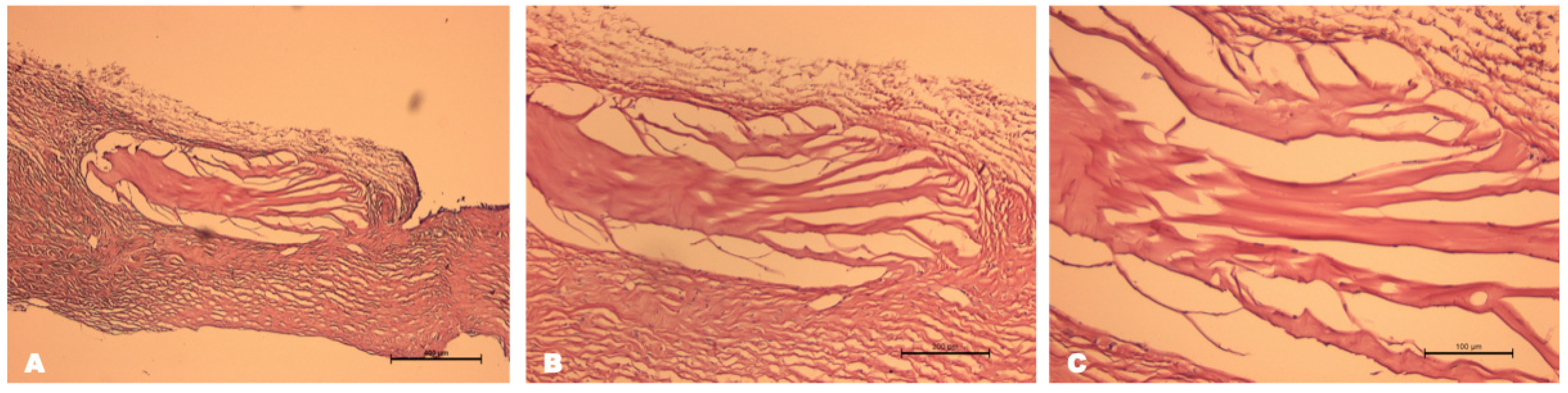 Biomedicines 12 00101 g006
