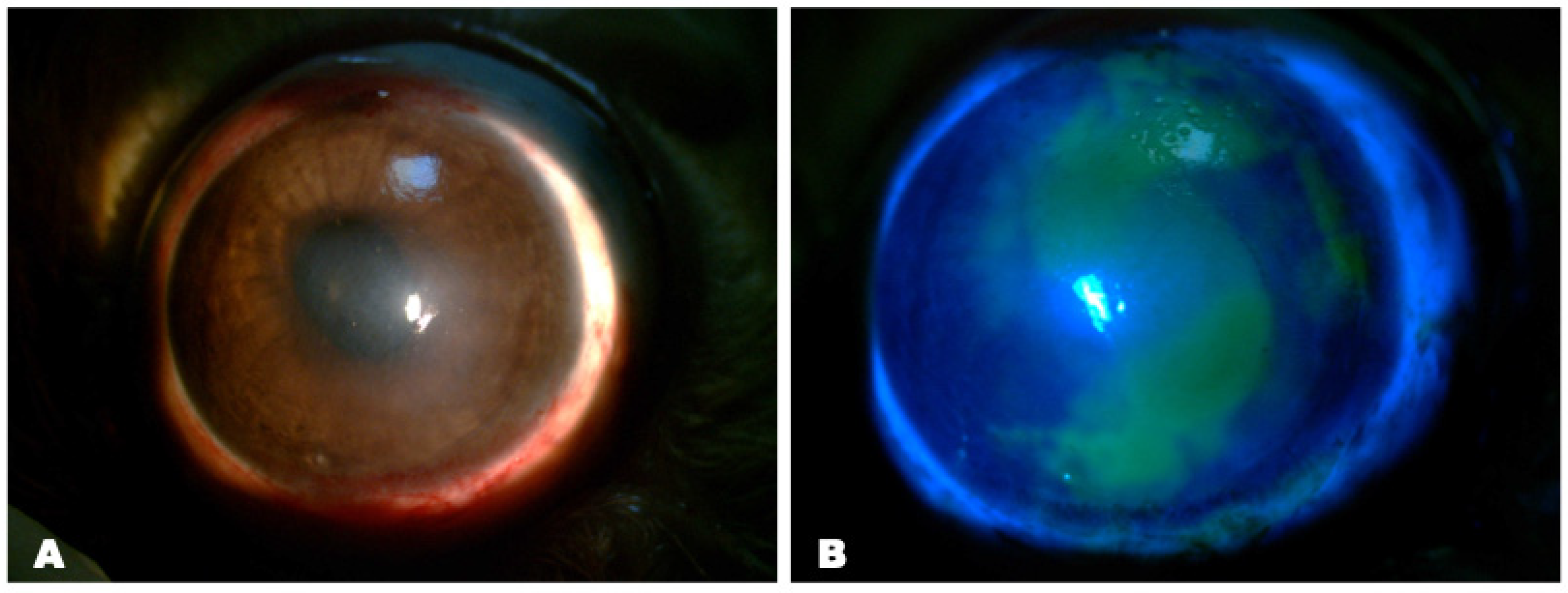 Biomedicines 12 00101 g007