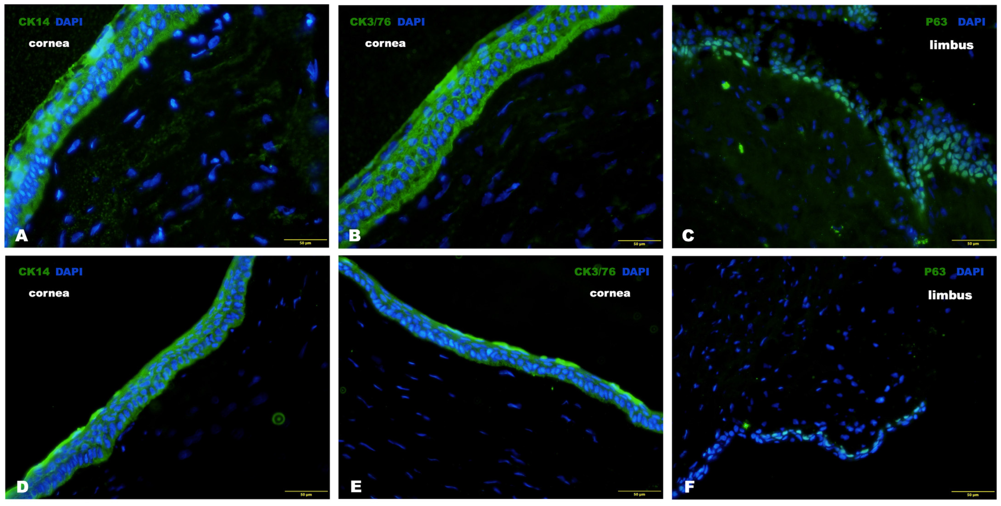Biomedicines 12 00101 g014