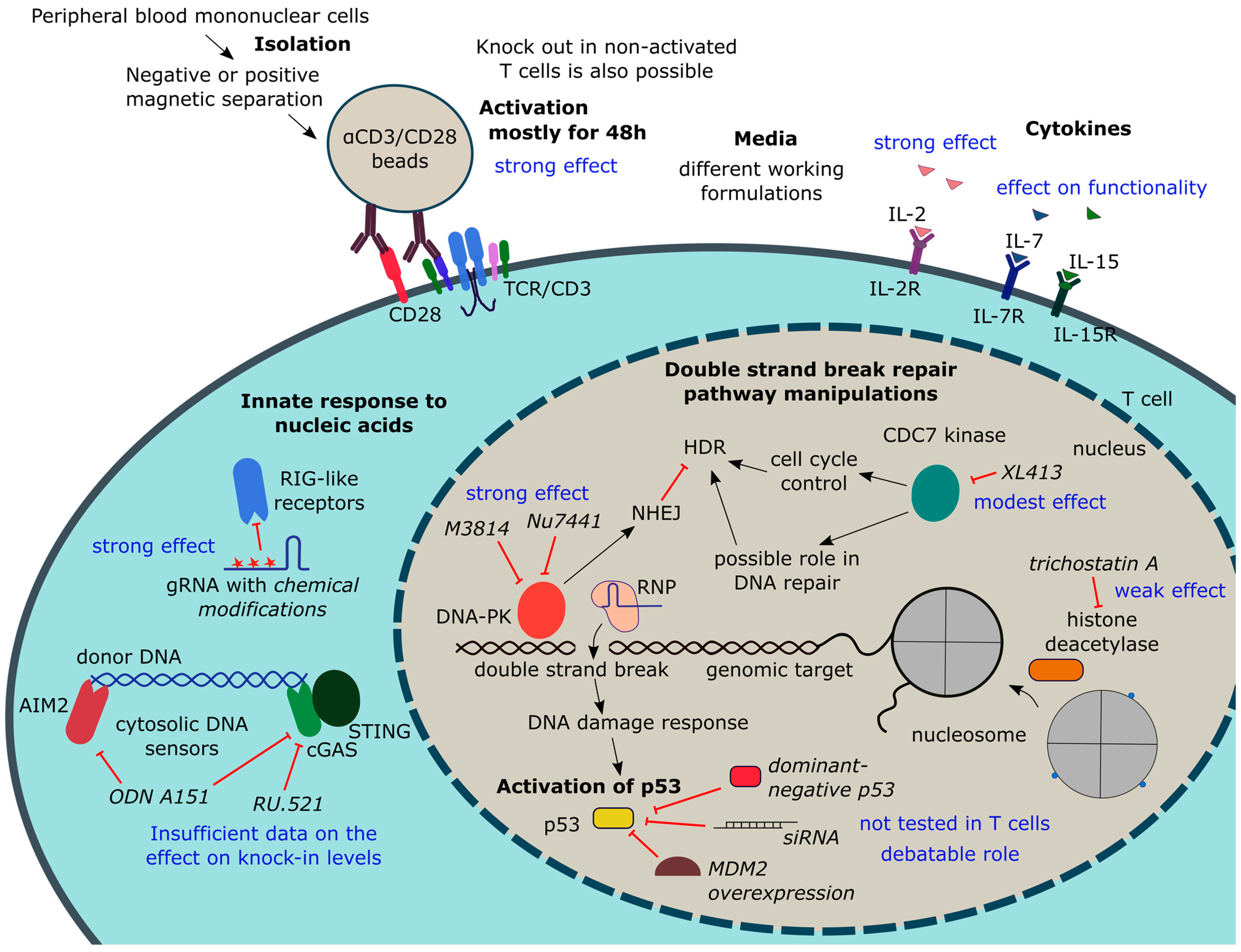 Biomedicines 12 00119 g004 Biomedicines 12 00119 g004