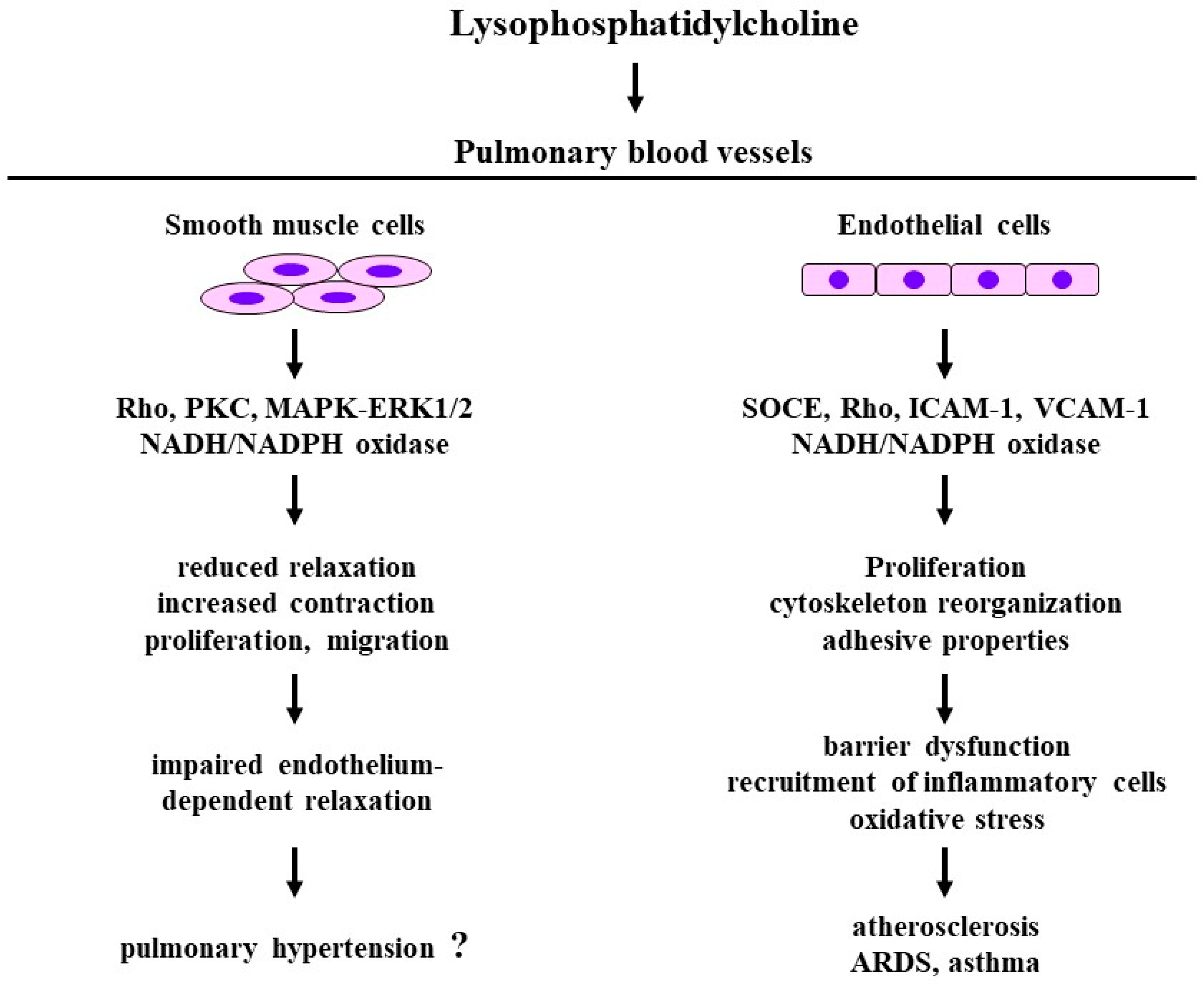 Biomedicines 12 00124 g004 Biomedicines 12 00124 g004