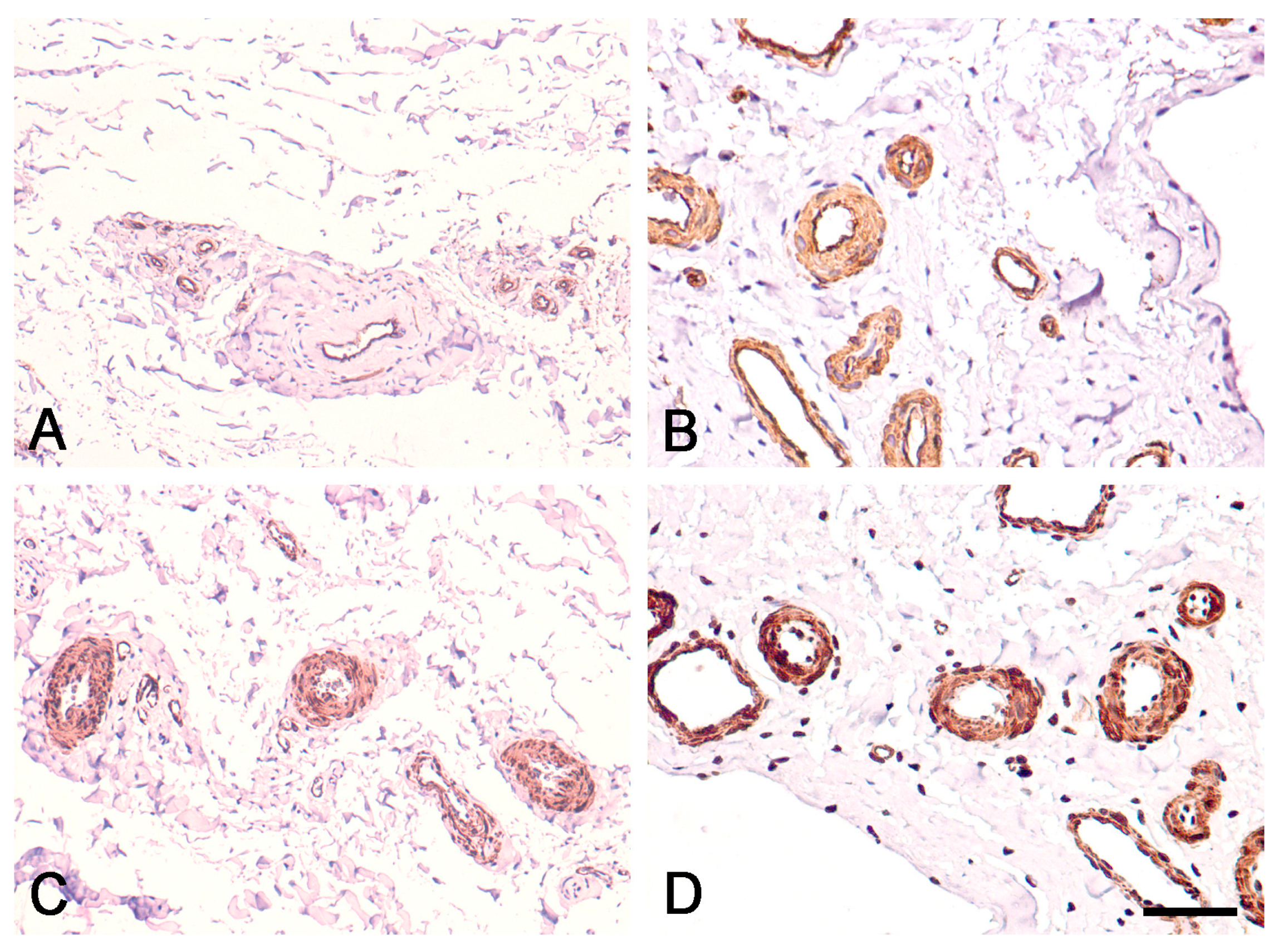 Biomedicines 12 00156 g003