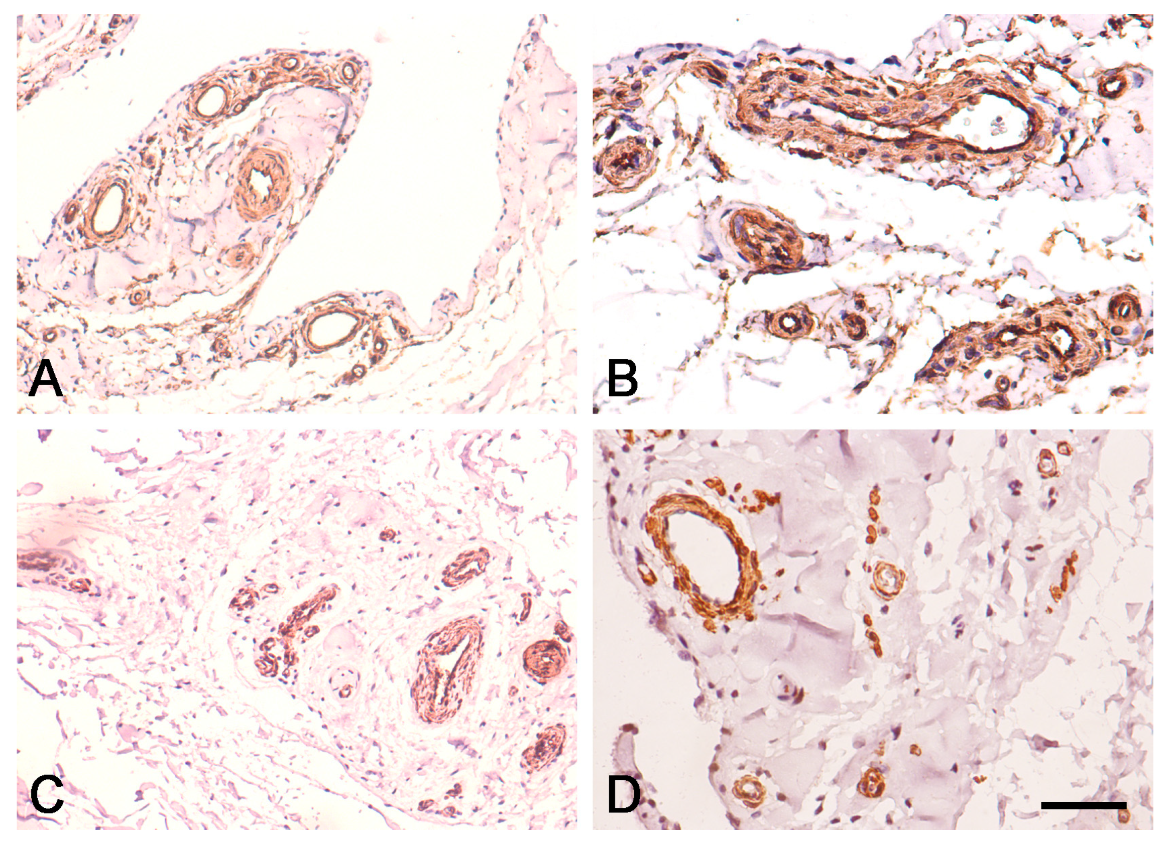 Biomedicines 12 00156 g004