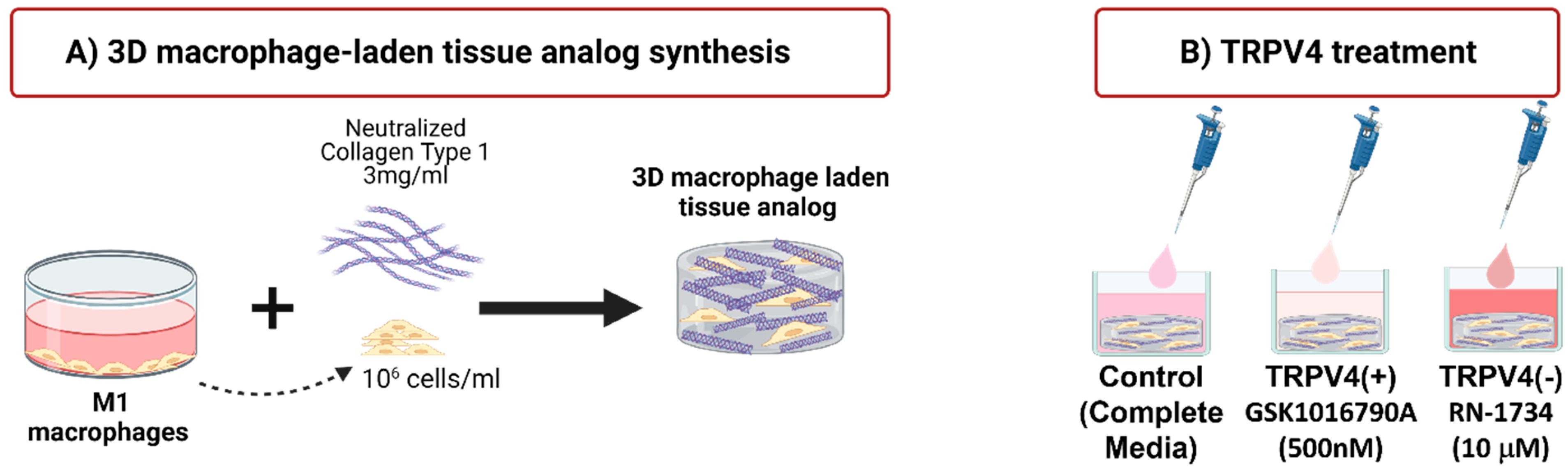 Biomedicines 12 00230 g001