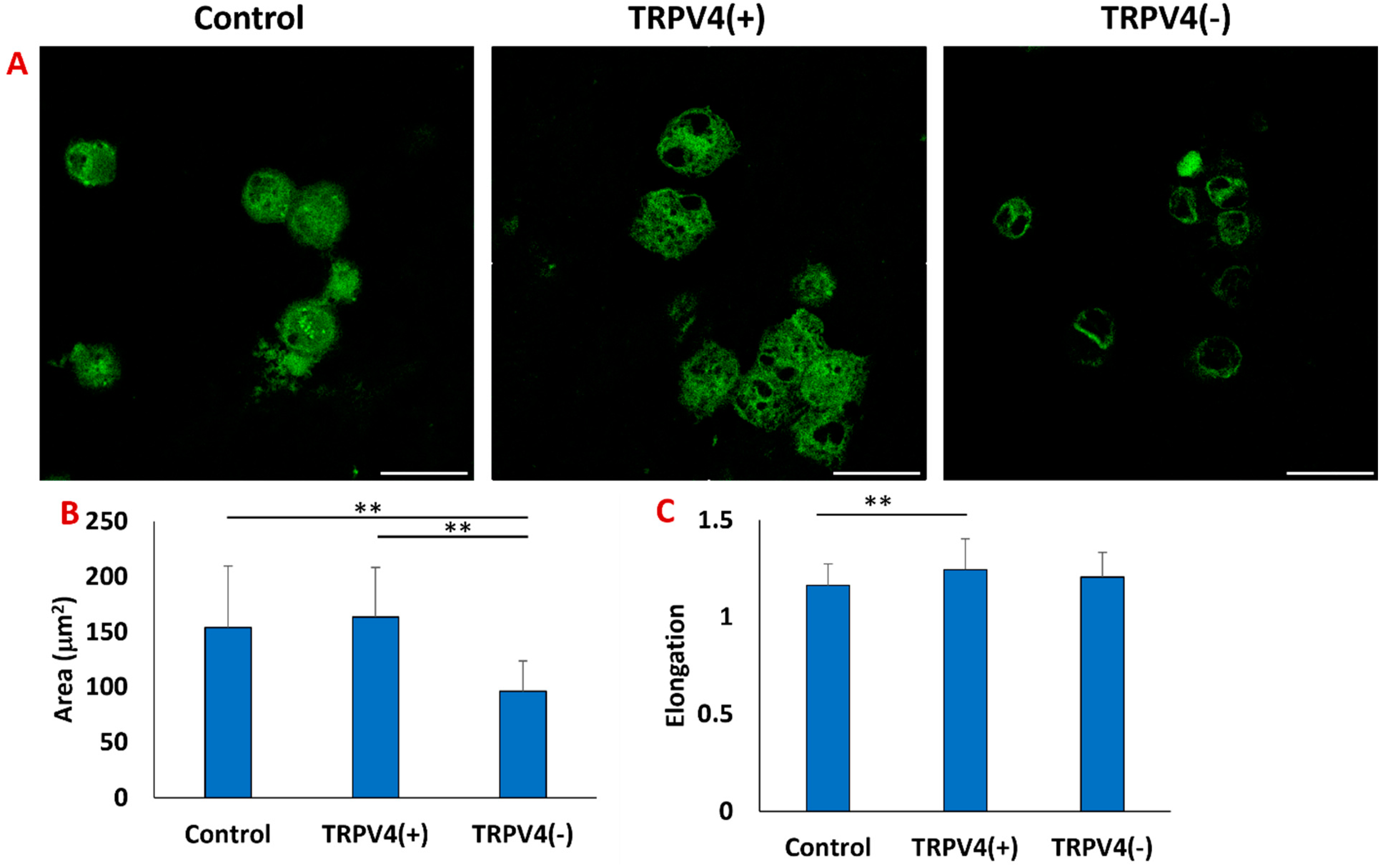 Biomedicines 12 00230 g004