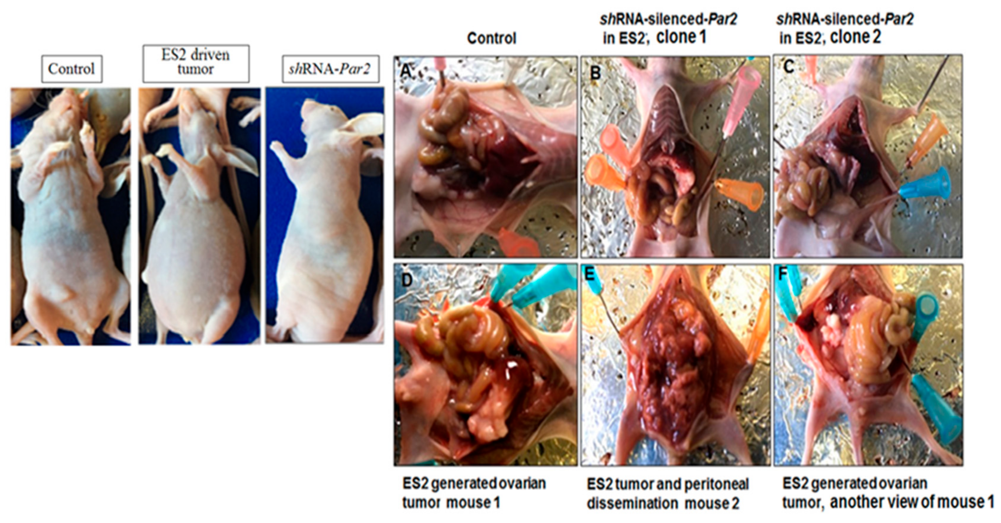 Biomedicines 12 00246 g003