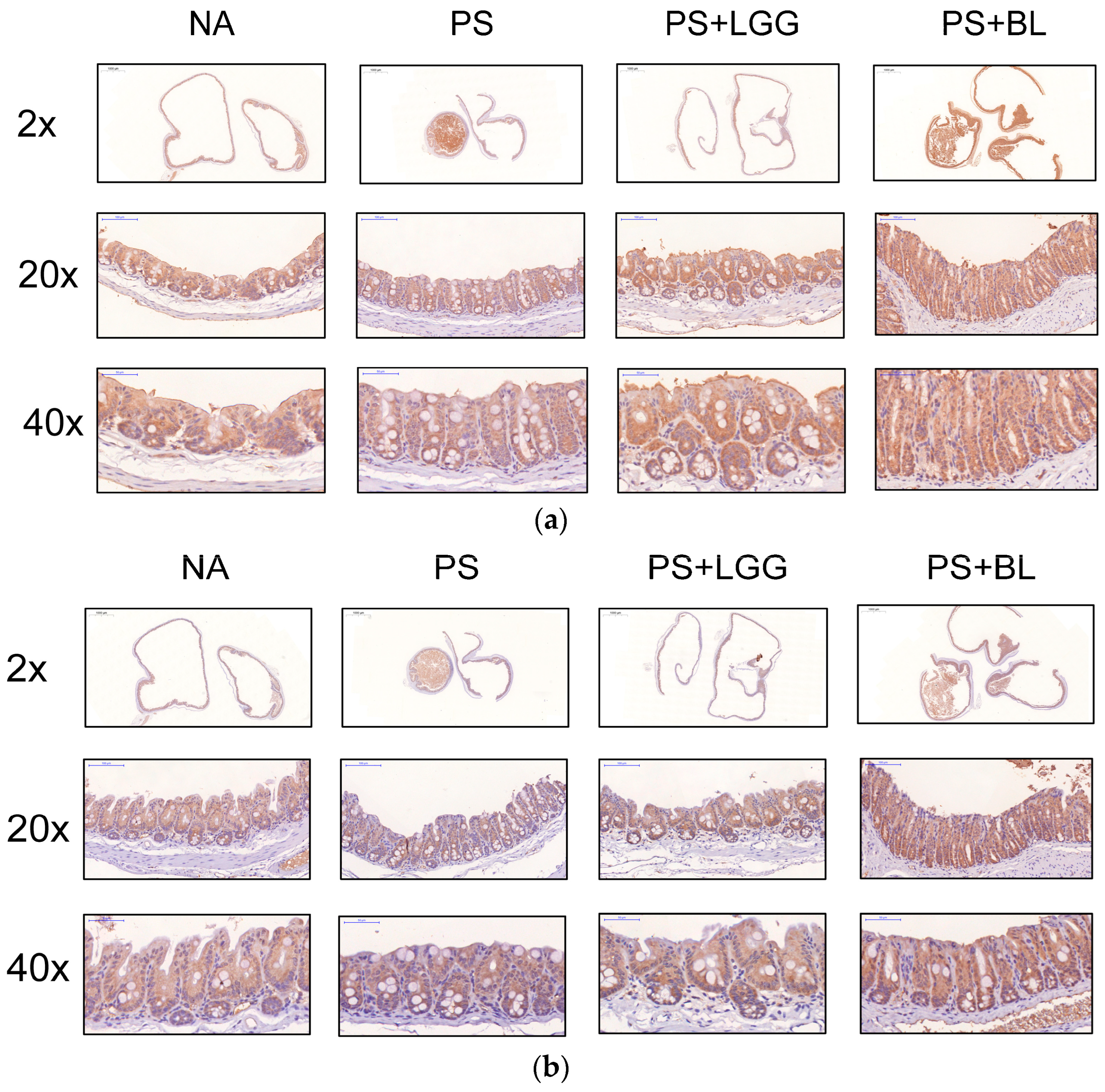 Biomedicines 12 00253 g004a Biomedicines 12 00253 g004a