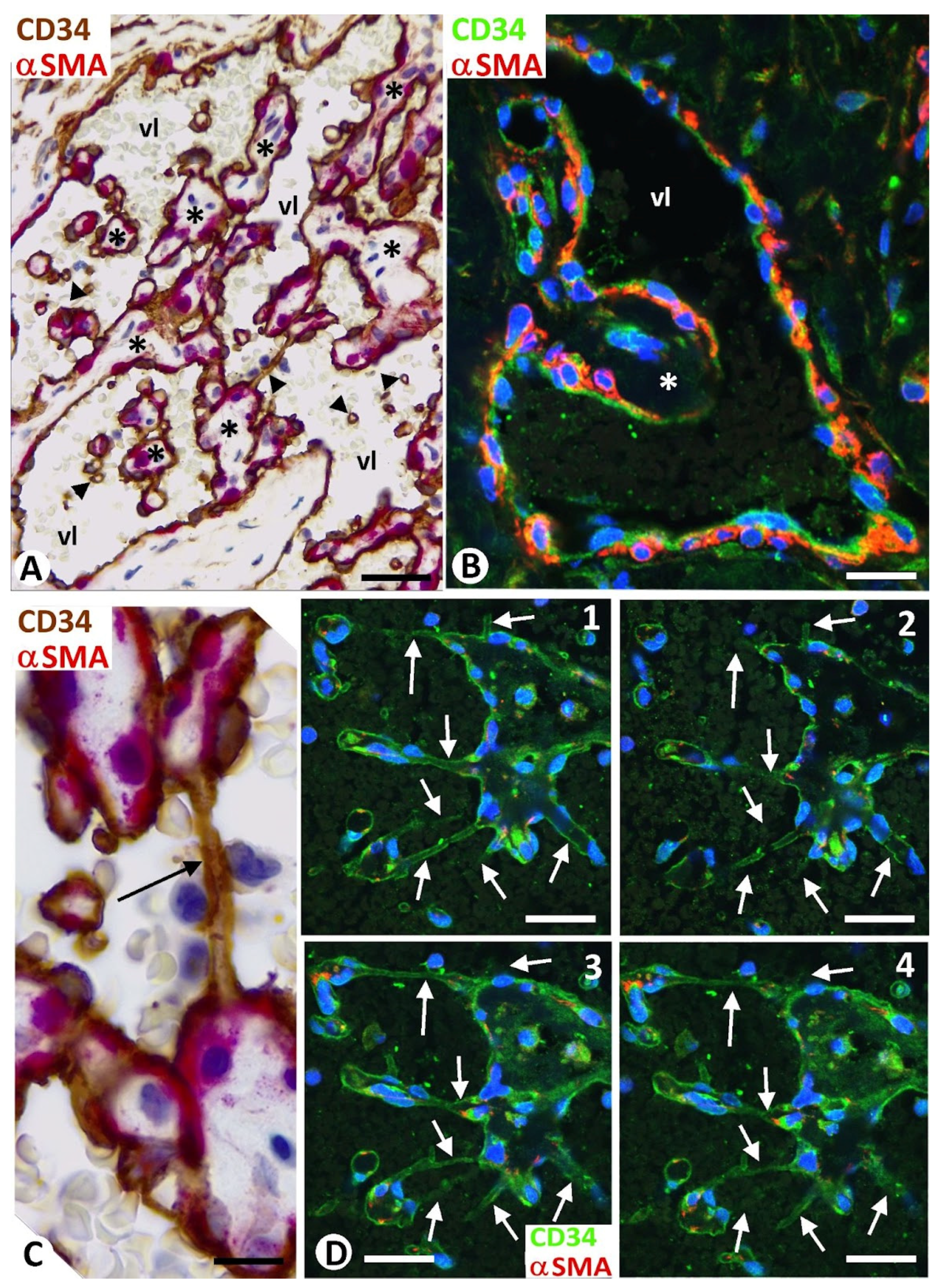 Biomedicines 12 00258 g001 Biomedicines 12 00258 g001
