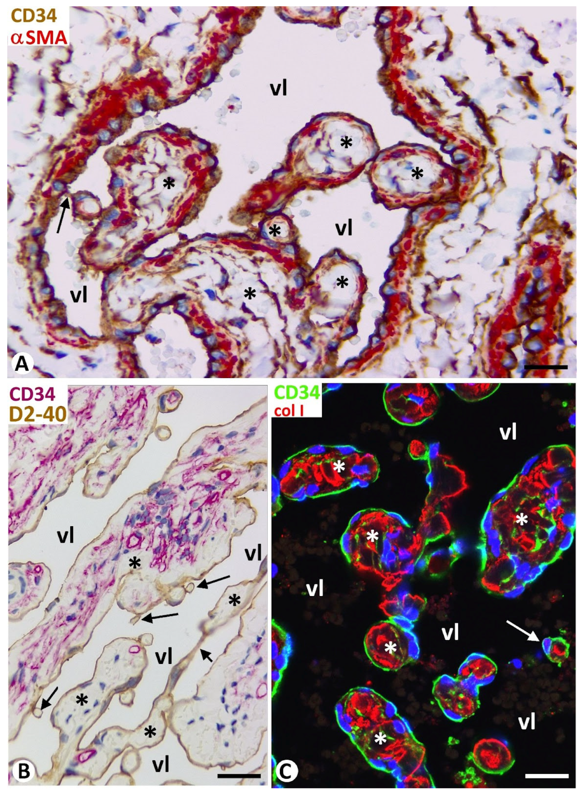 Biomedicines 12 00258 g002 Biomedicines 12 00258 g002