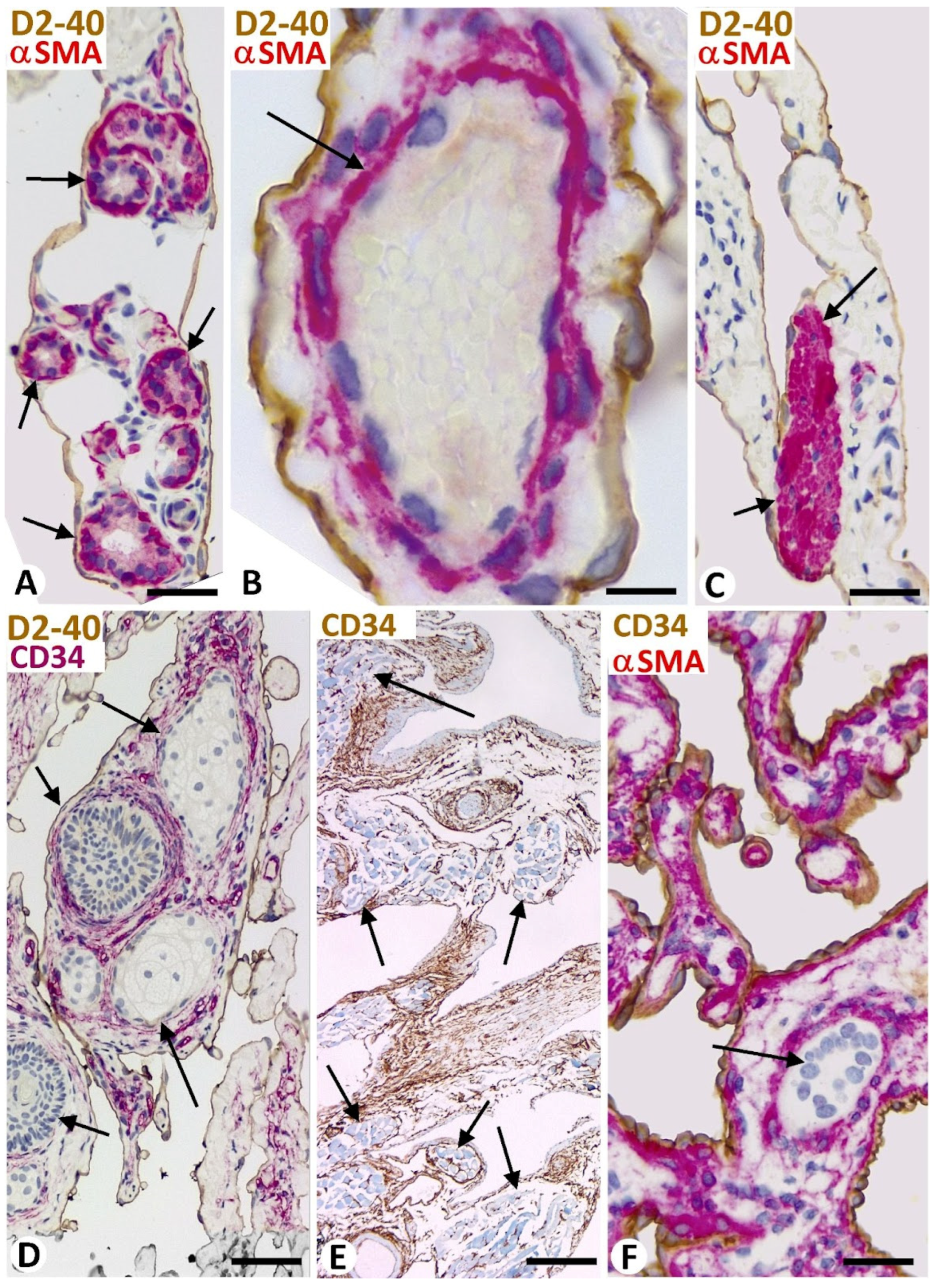 Biomedicines 12 00258 g003 Biomedicines 12 00258 g003