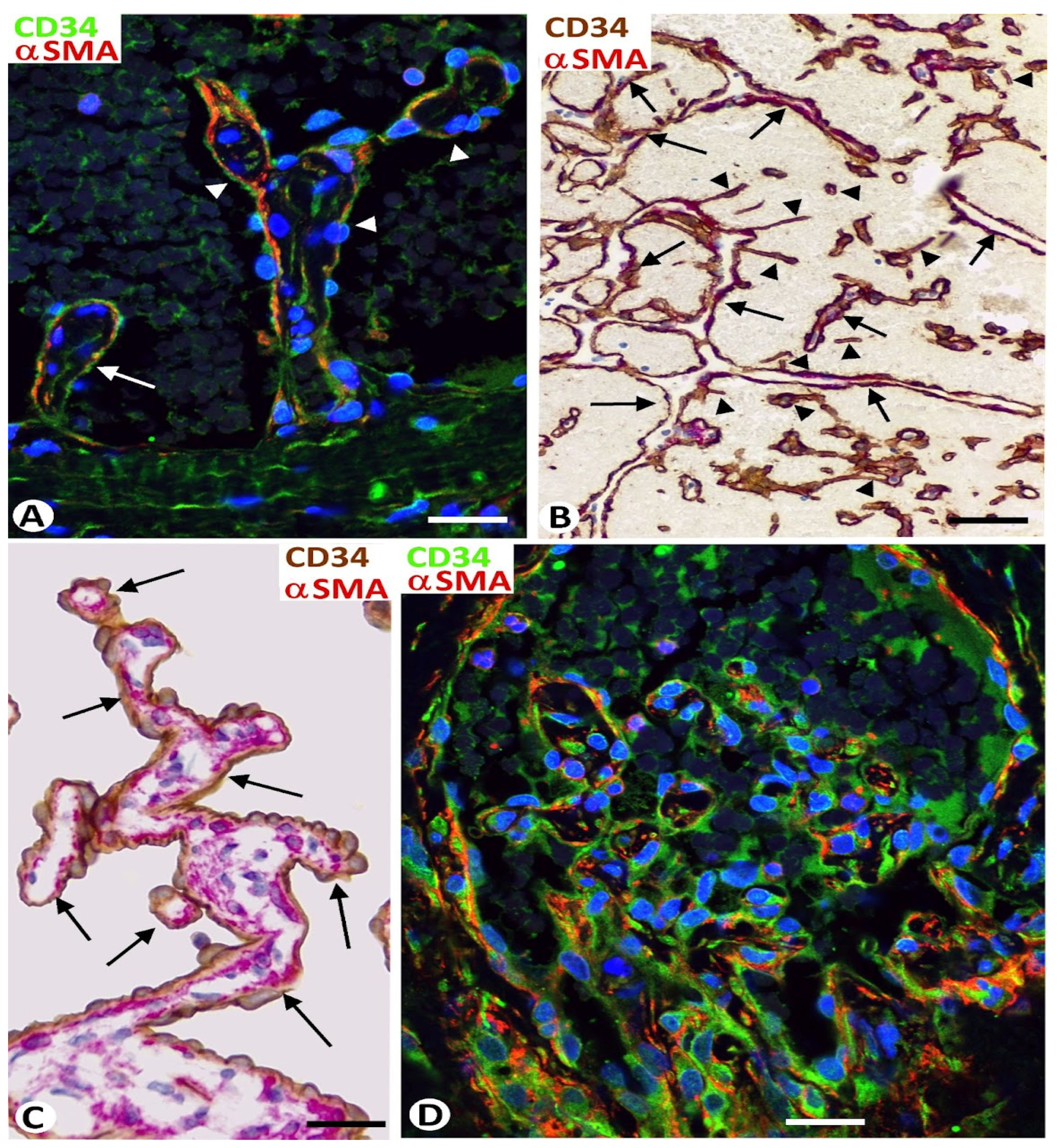 Biomedicines 12 00258 g005 Biomedicines 12 00258 g005