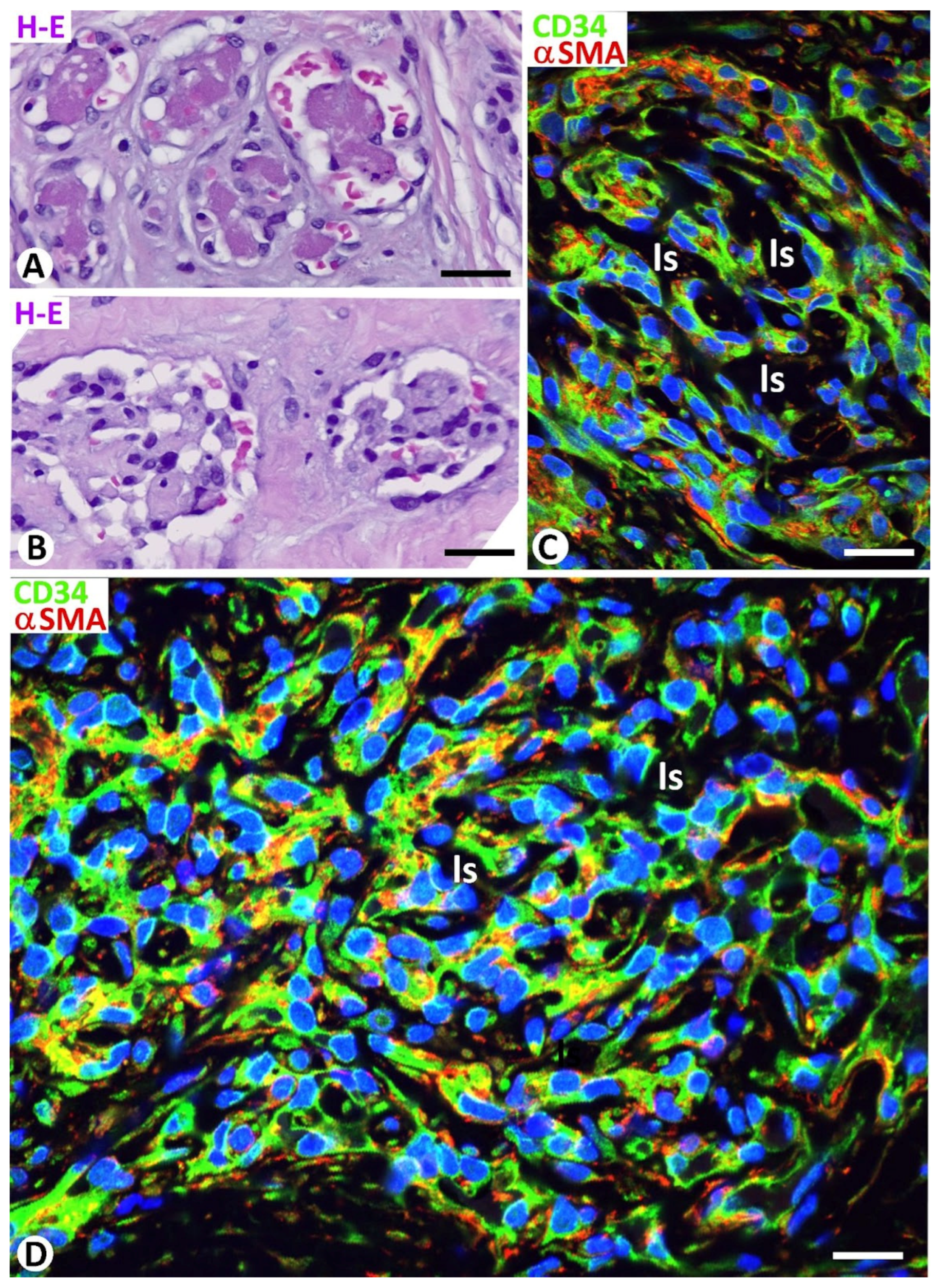 Biomedicines 12 00258 g006 Biomedicines 12 00258 g006