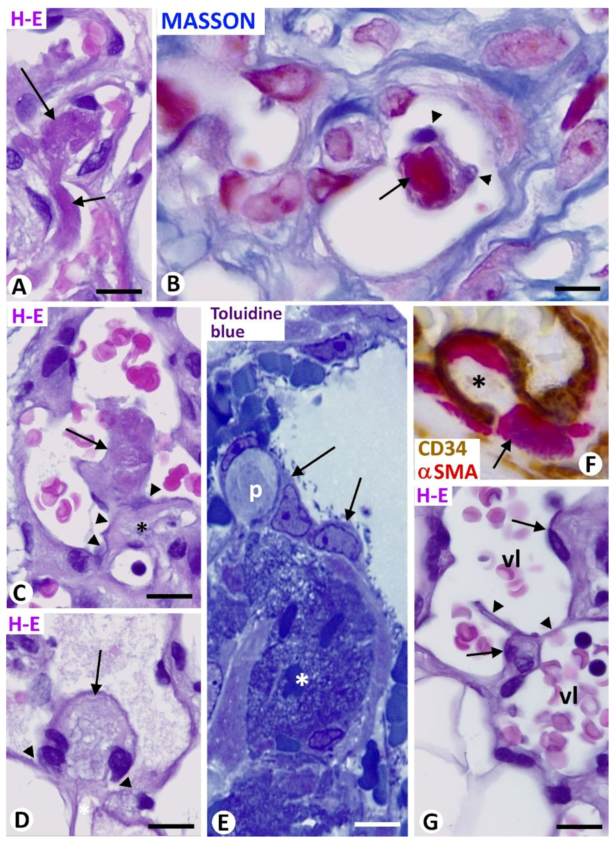 Biomedicines 12 00258 g007 Biomedicines 12 00258 g007