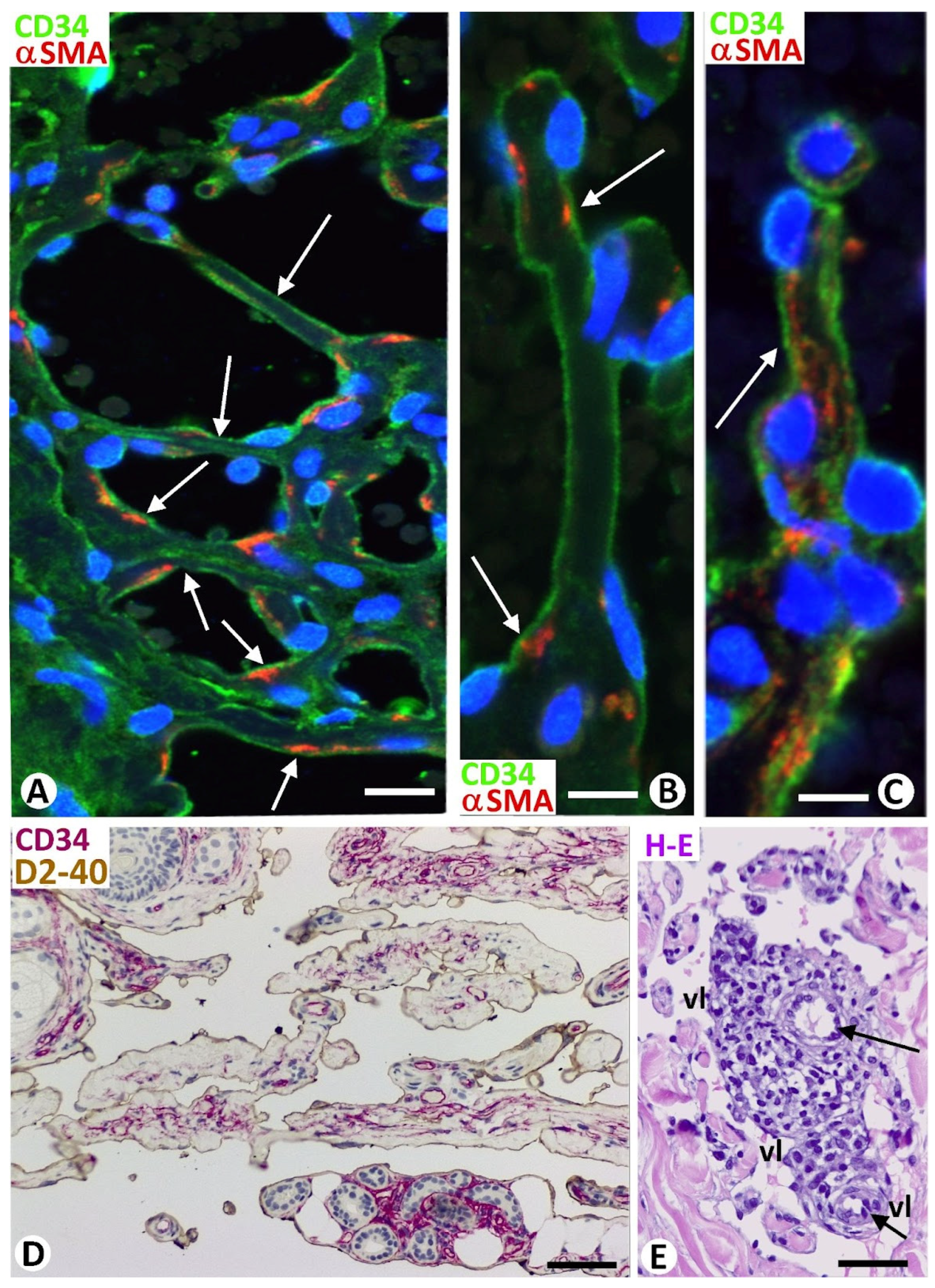 Biomedicines 12 00258 g008 Biomedicines 12 00258 g008